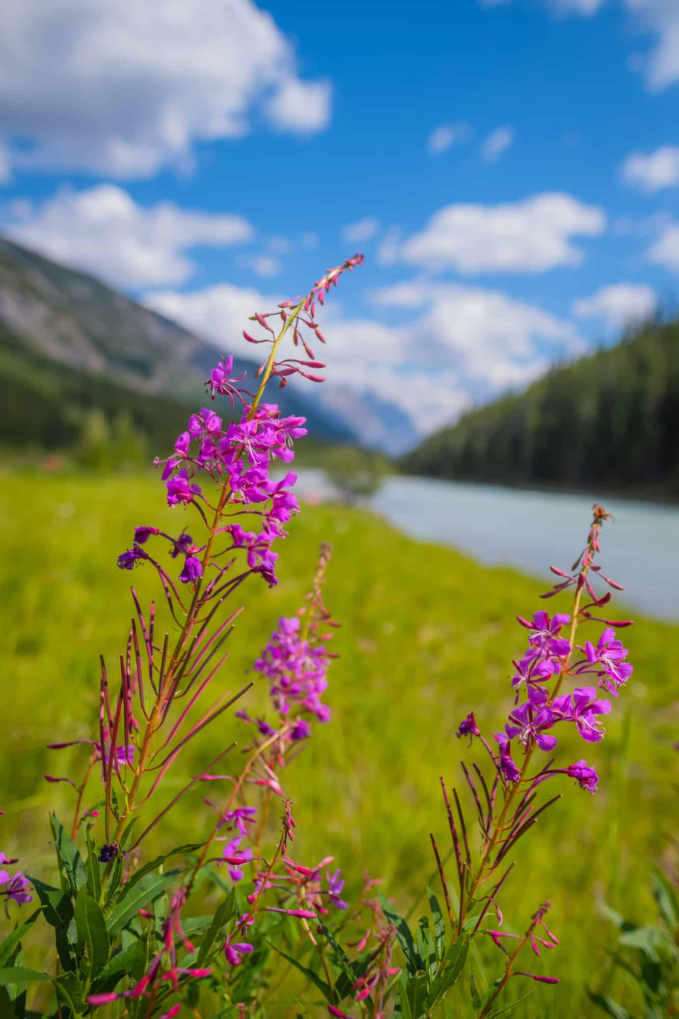 Peyto Lake