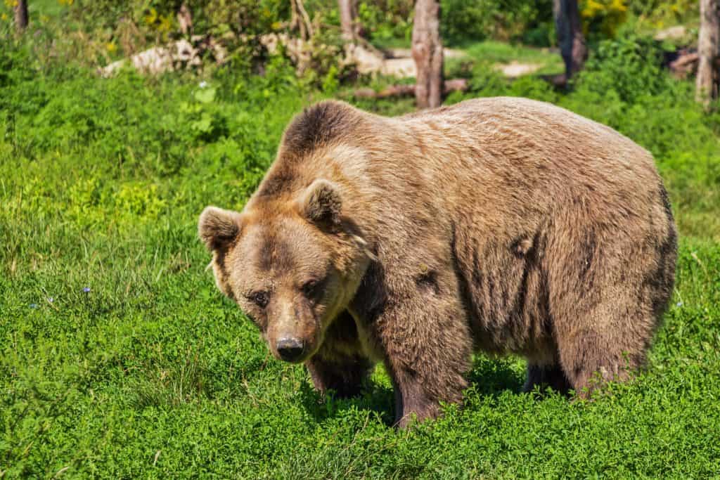 Bear in Banff