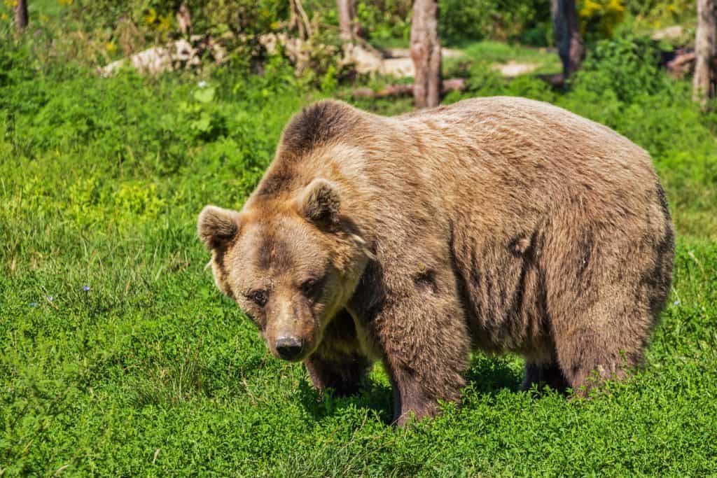 bear safety in yoho