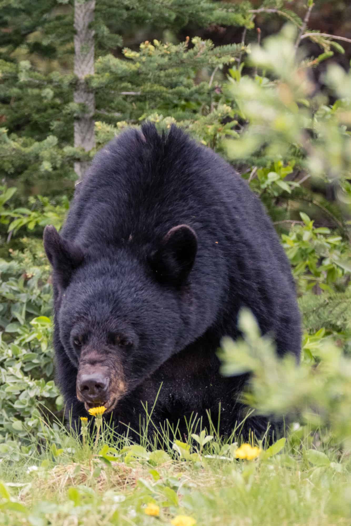 black bear in the rockies