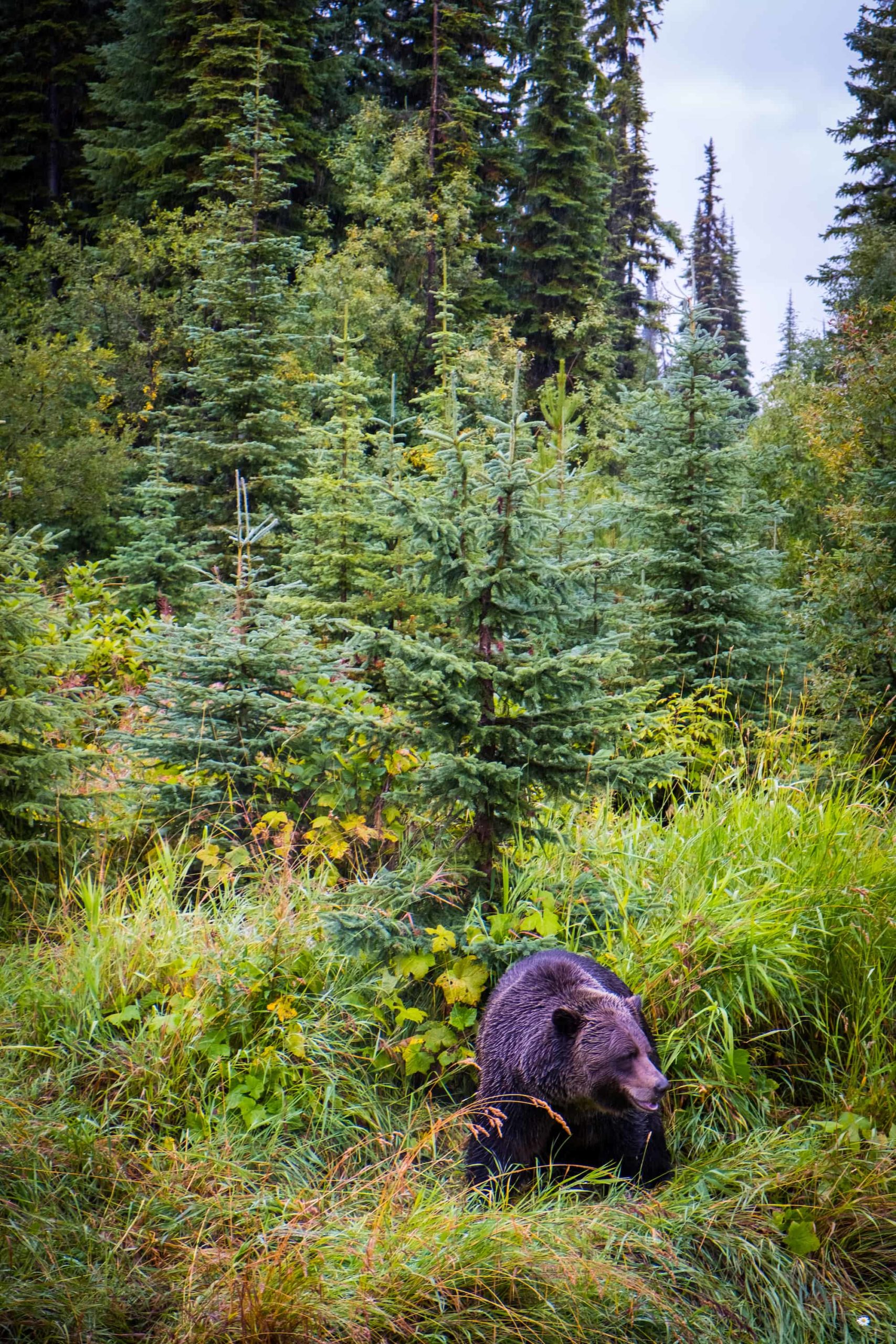 Boo the Bear / Golden BC