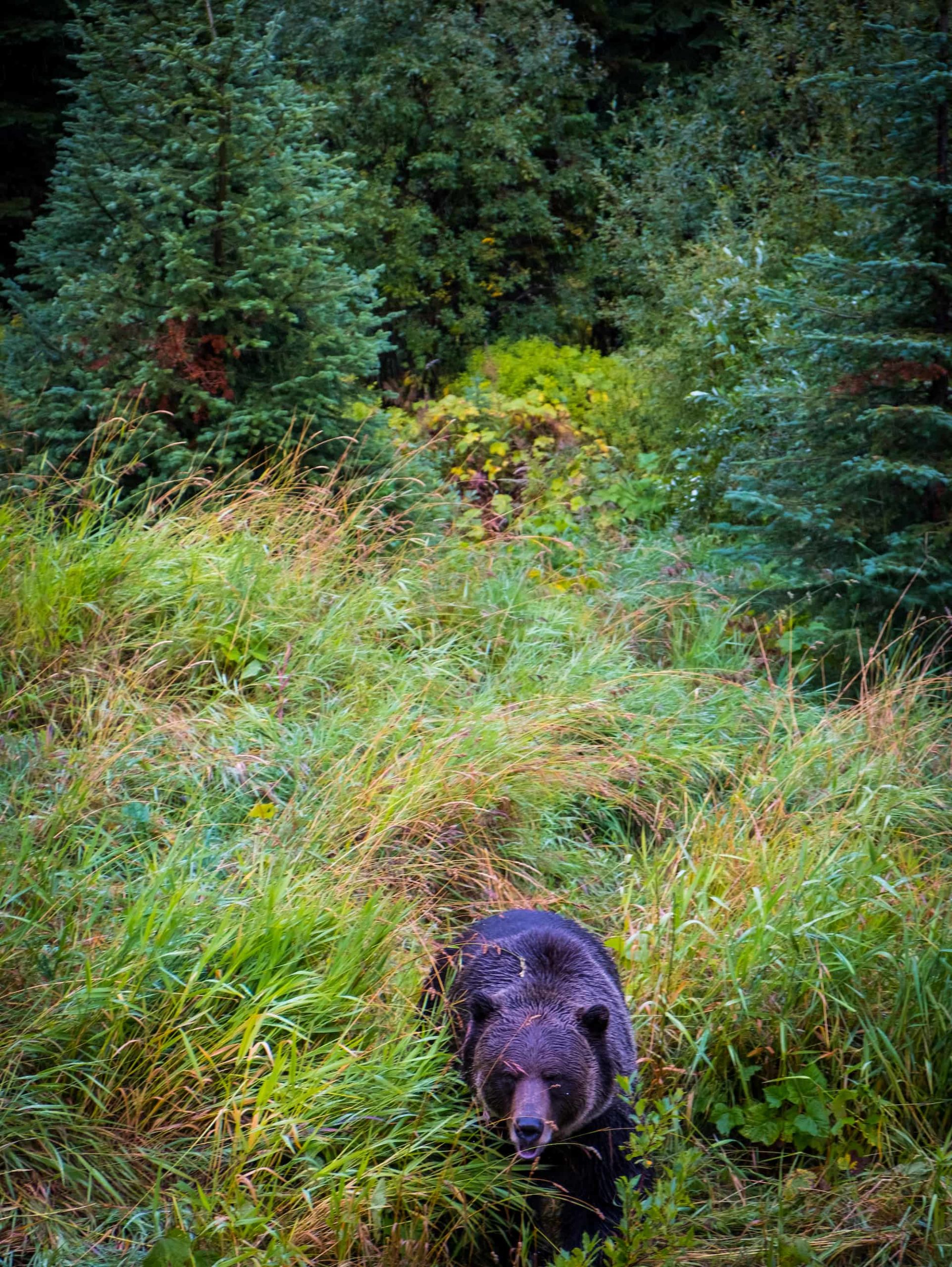 Boo the Bear / Golden BC