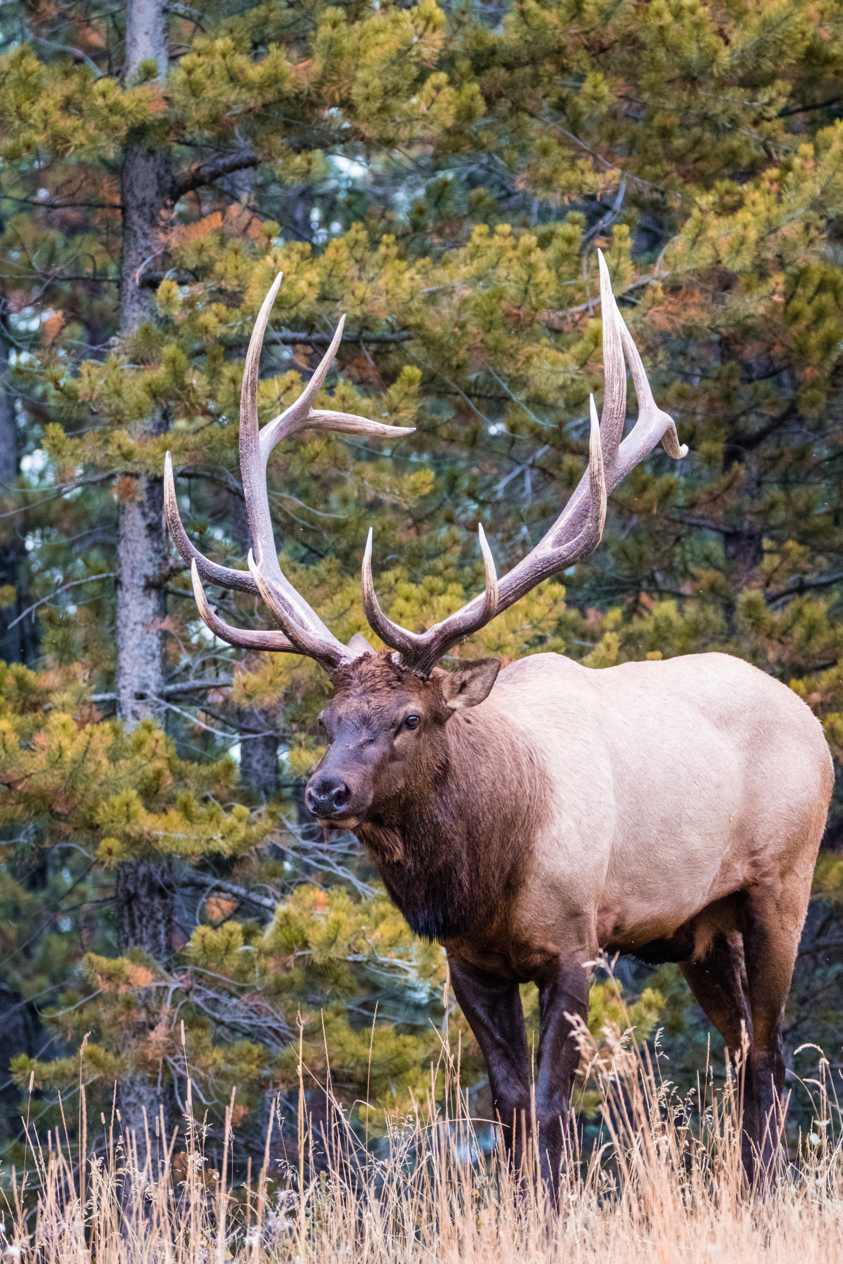 Bull Elk in Banff