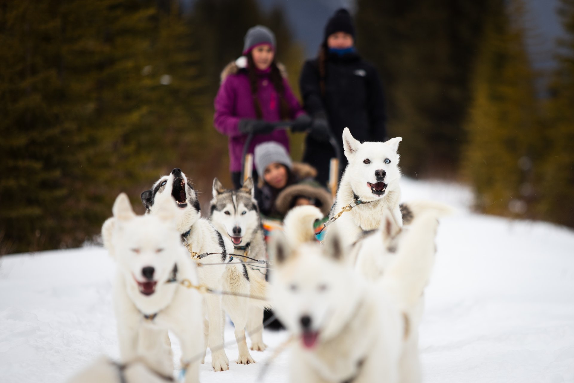 Go Dog Sledding With Howling Dog Tours