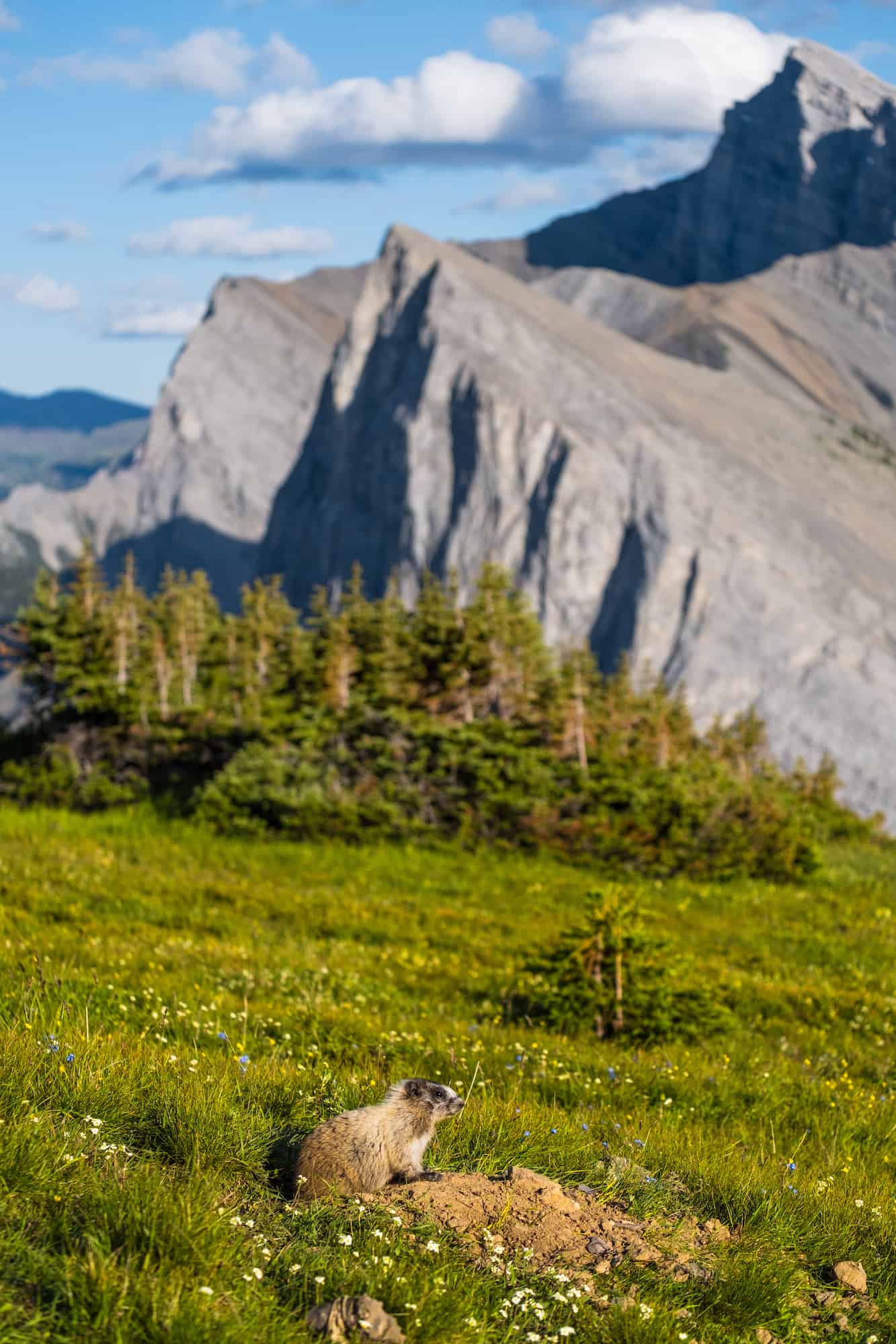 A Hoary Marmot Looks Up From Den 