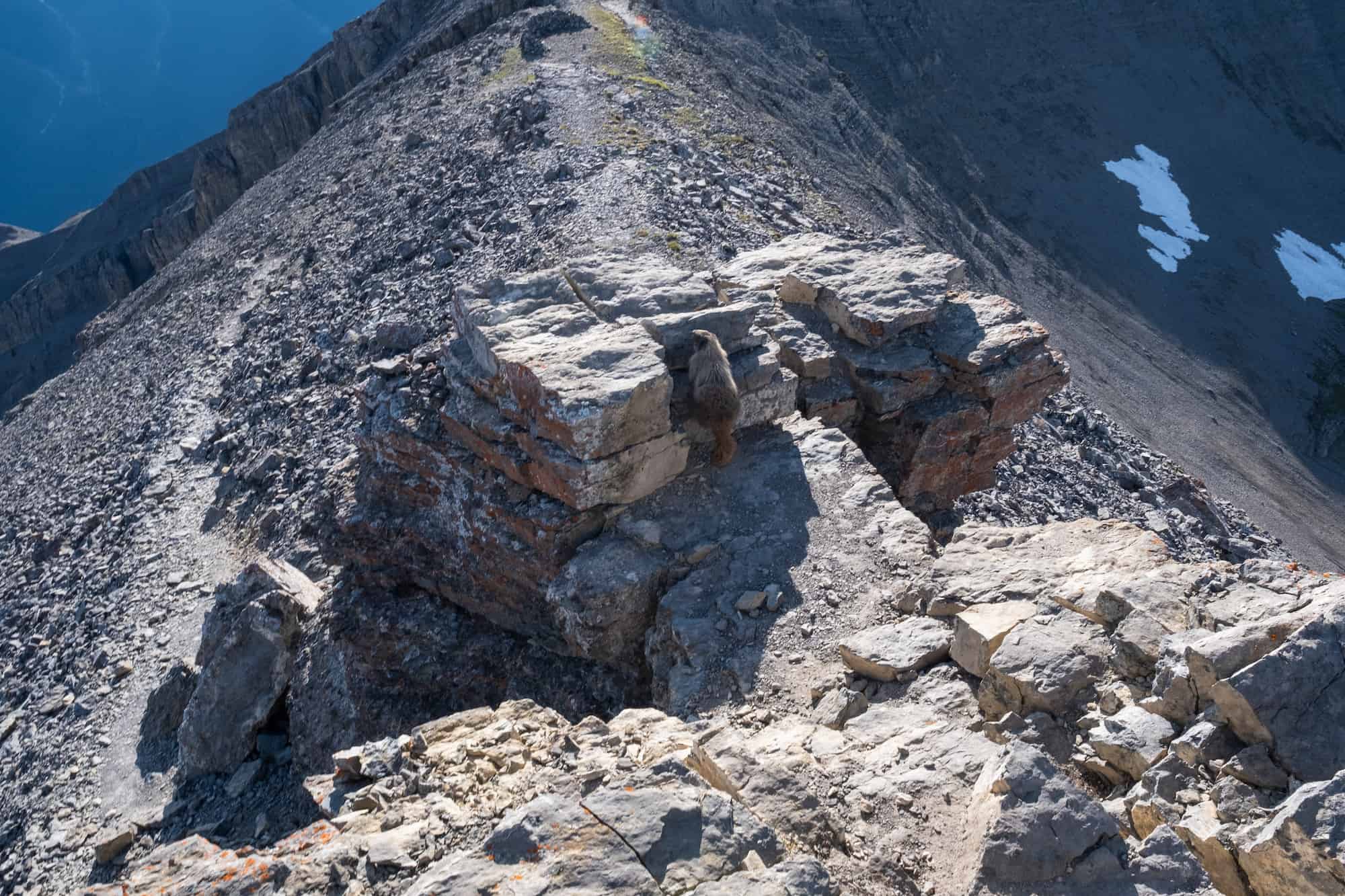 A Marmot On The Peak Of The East End Of Rundle