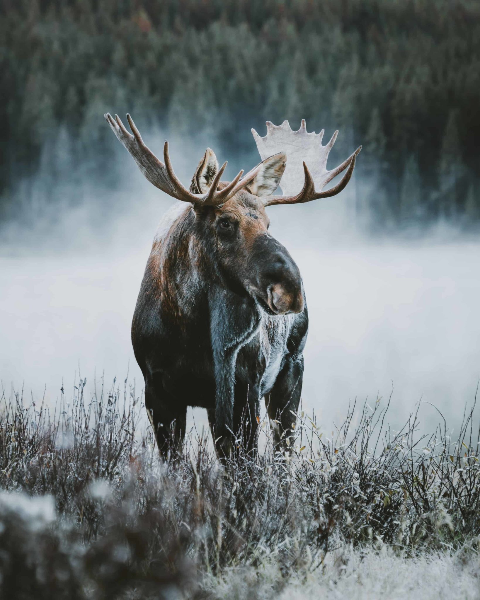 A Complete Guide to the Wildlife in Banff