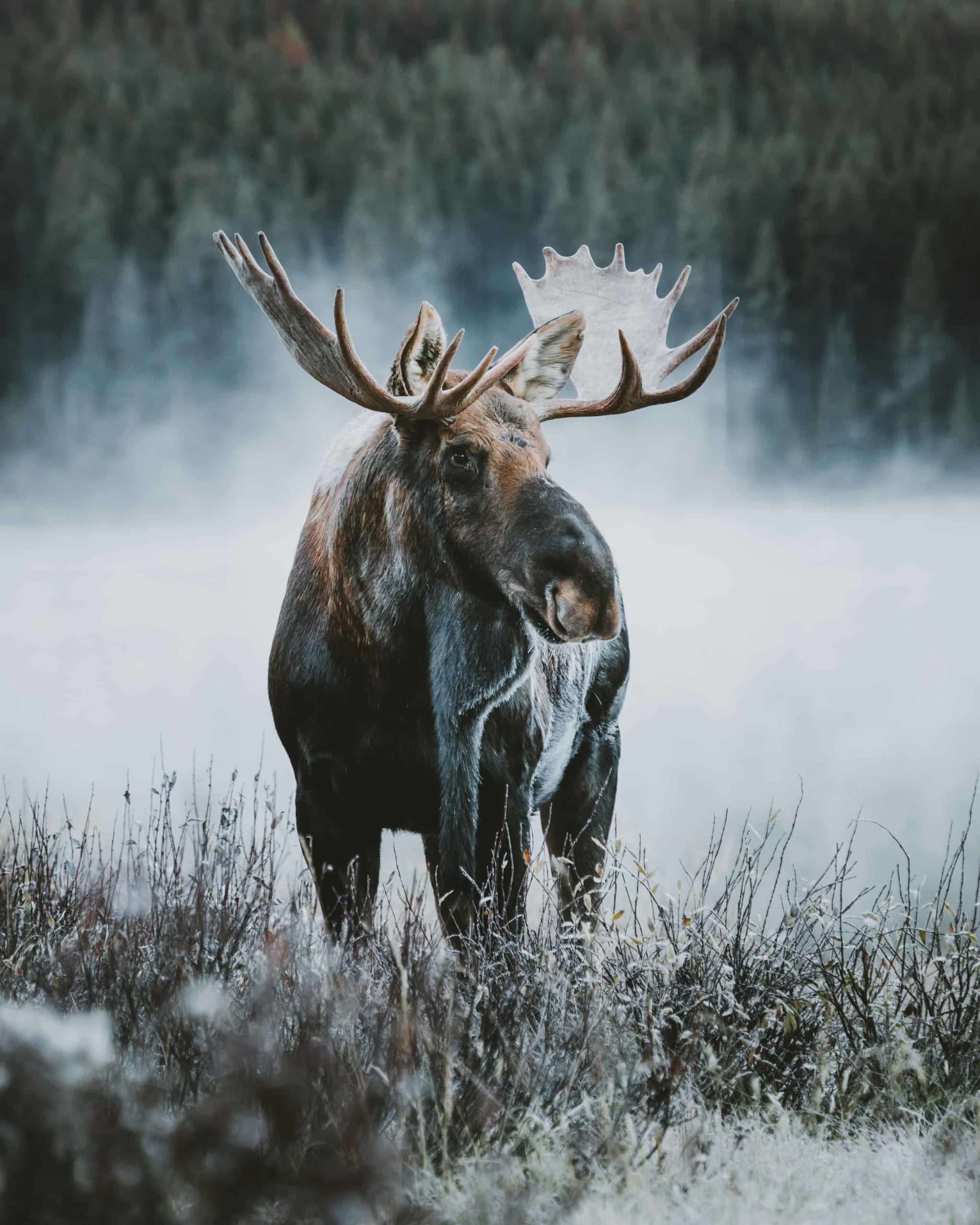 moose in jasper