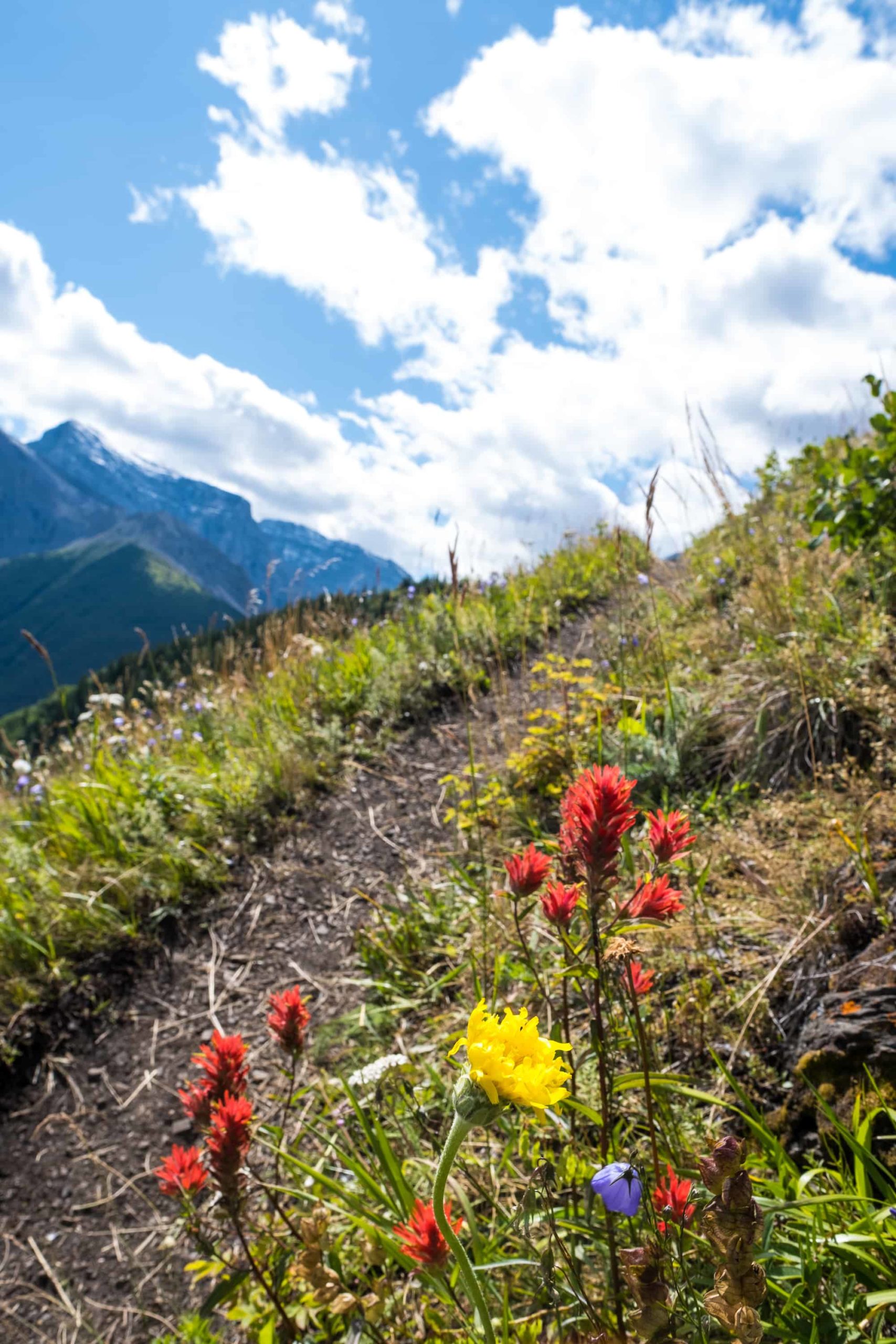 Wildflowers on Mount Allan trail