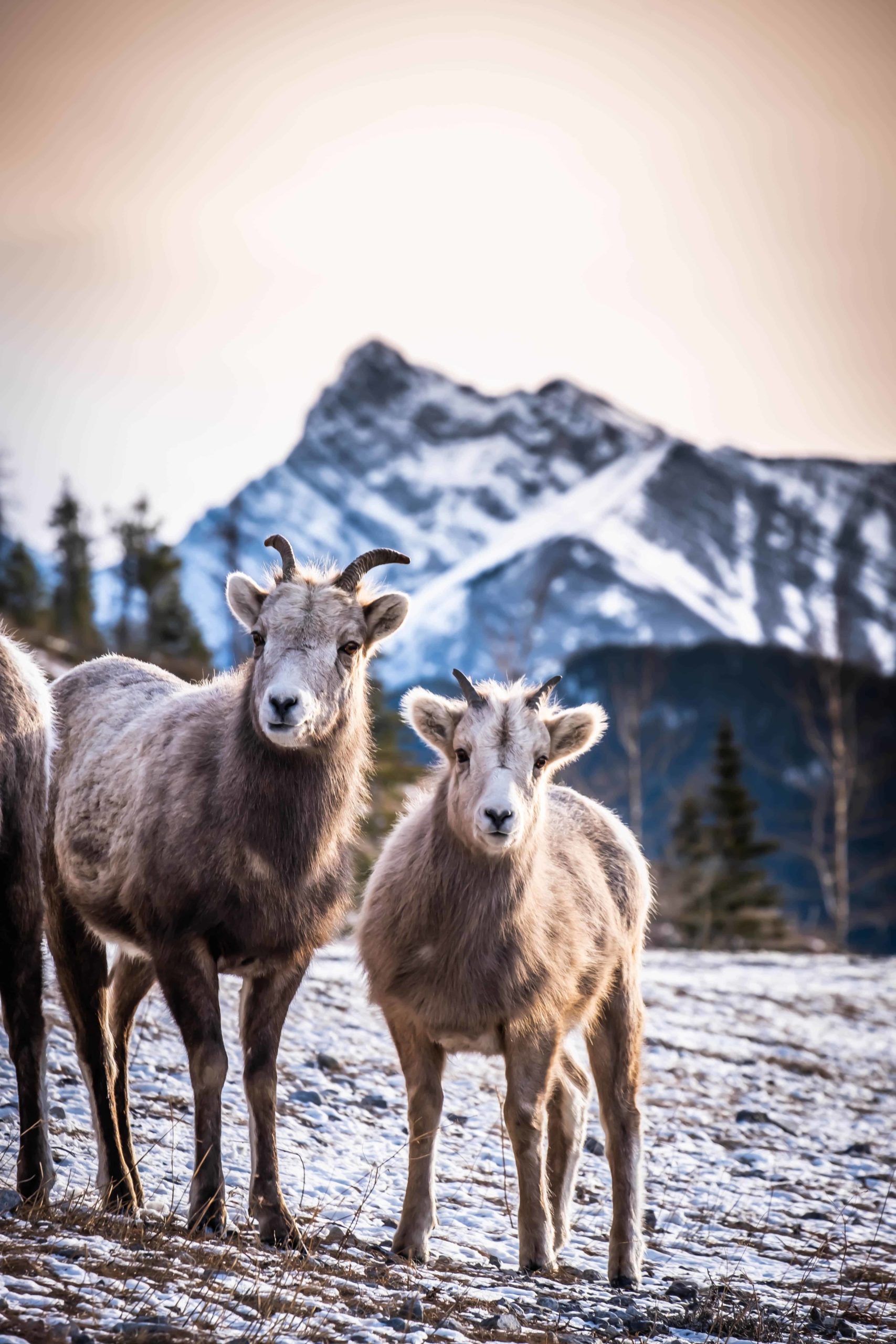 sheep in kananaskis