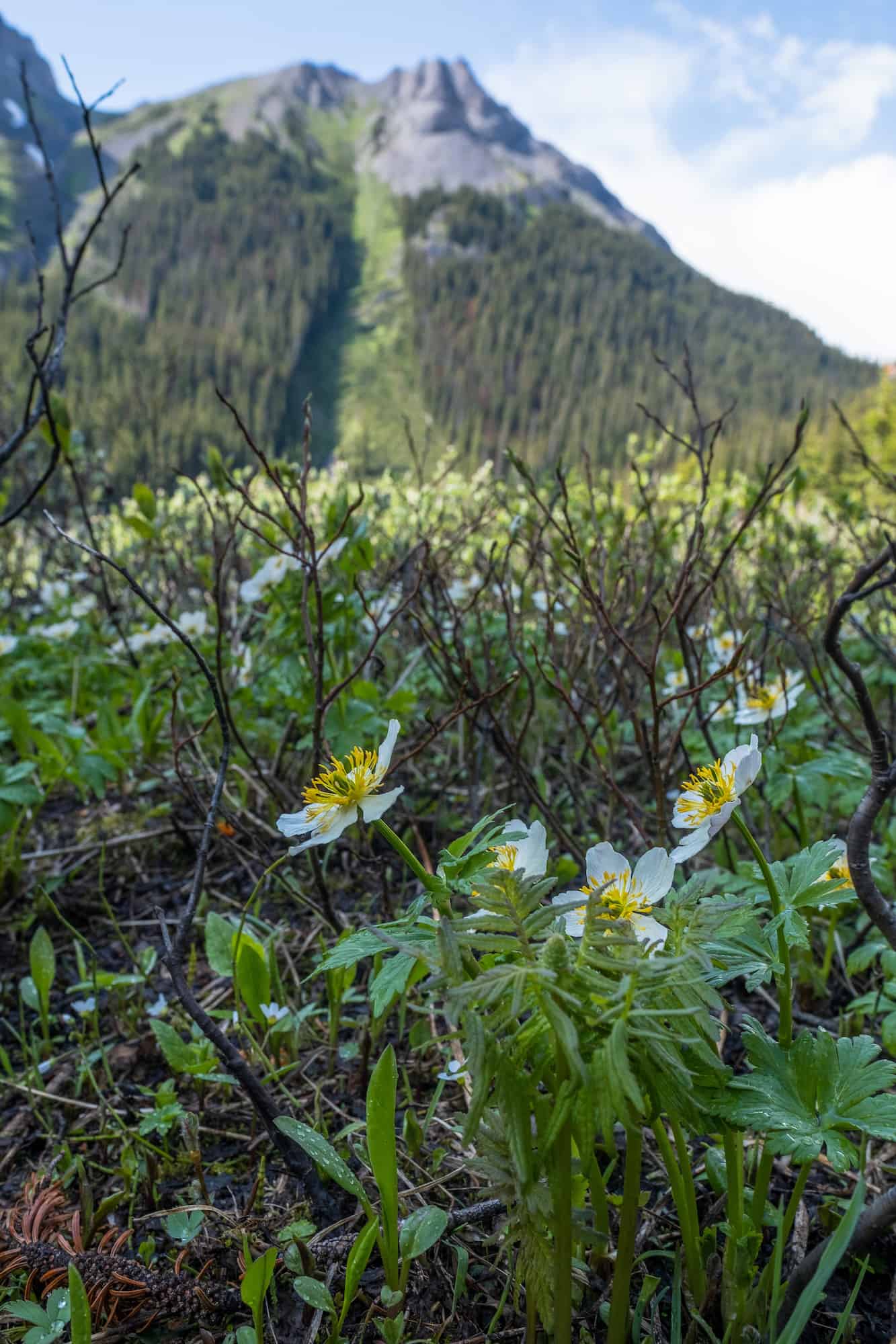 Burstall Pass Wildflowers