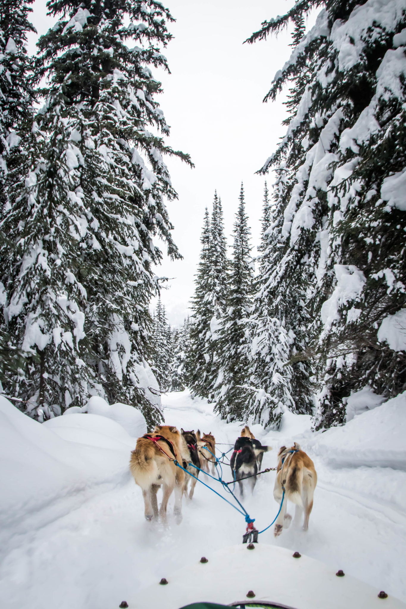 dog sled tours revelstoke