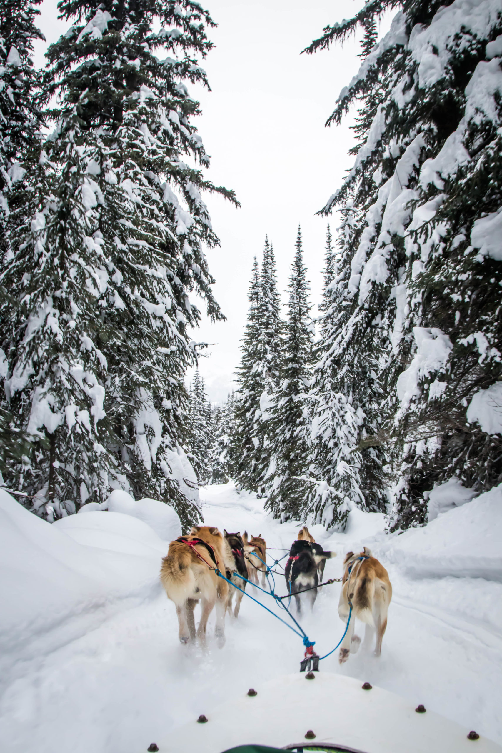 Dog Sled Through Forest