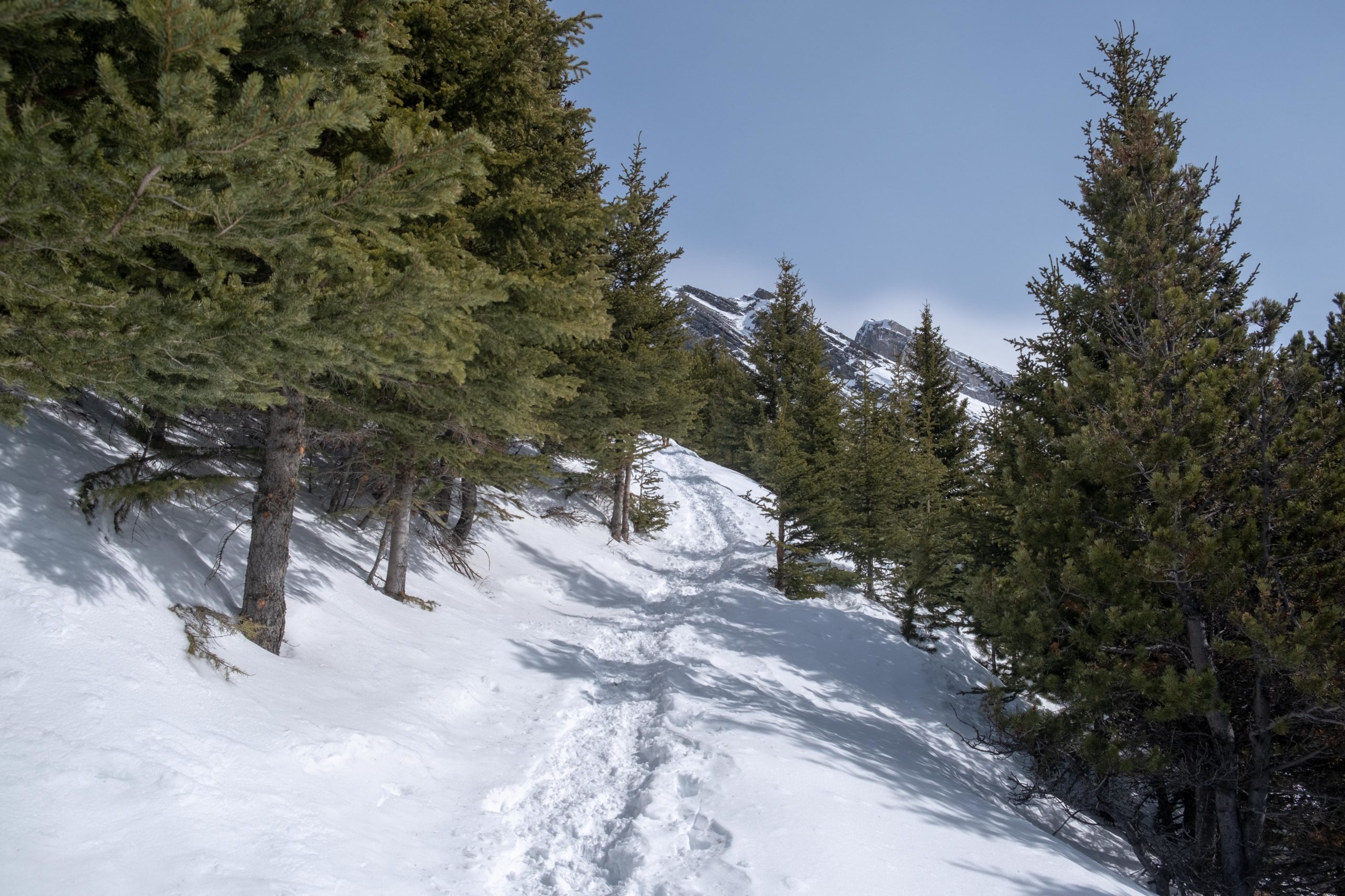 Ha Ling Peak Forest End