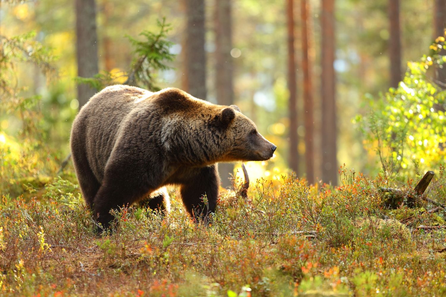 A Bear In The Backcountry With Morning Light