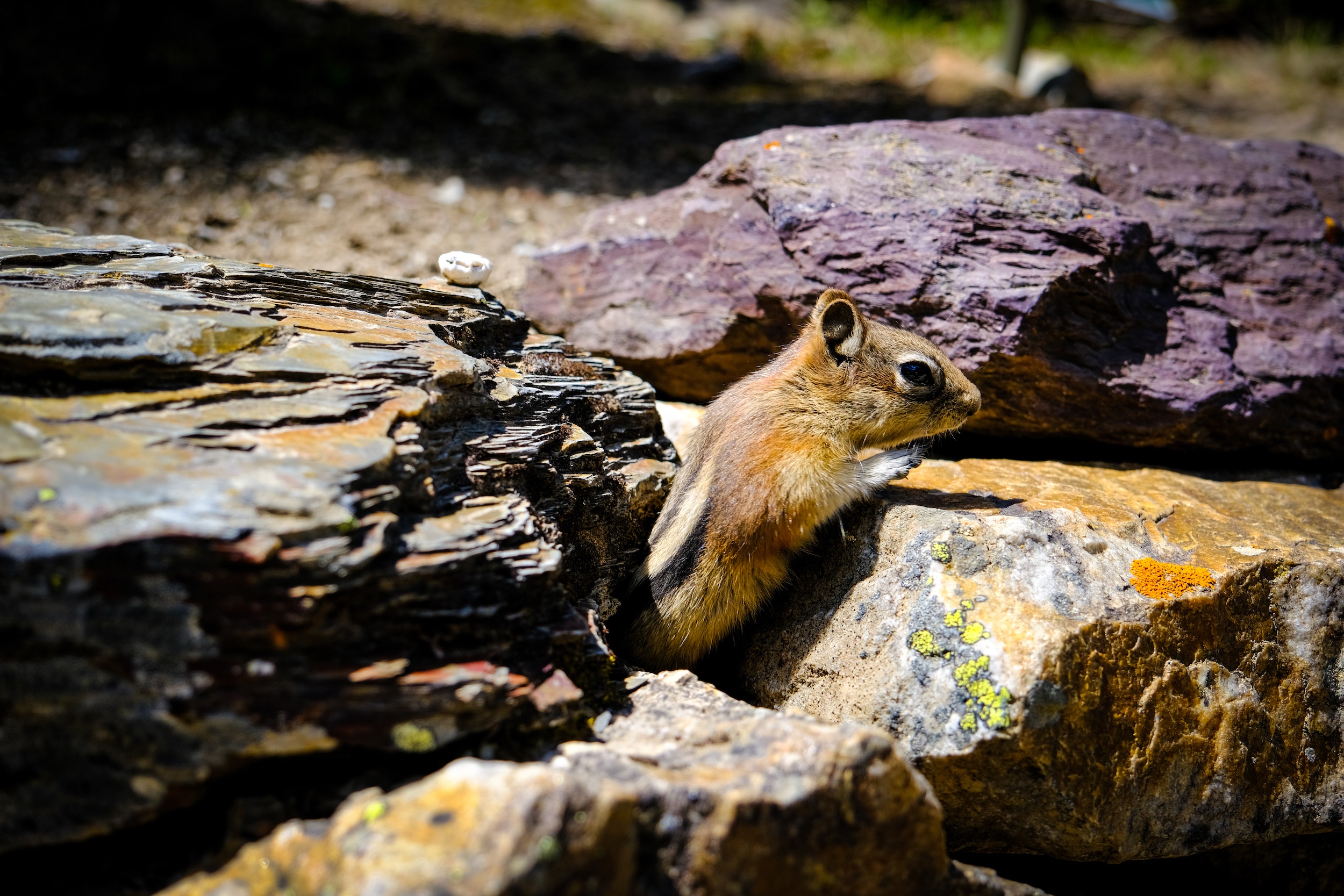 golden mantled squirrel