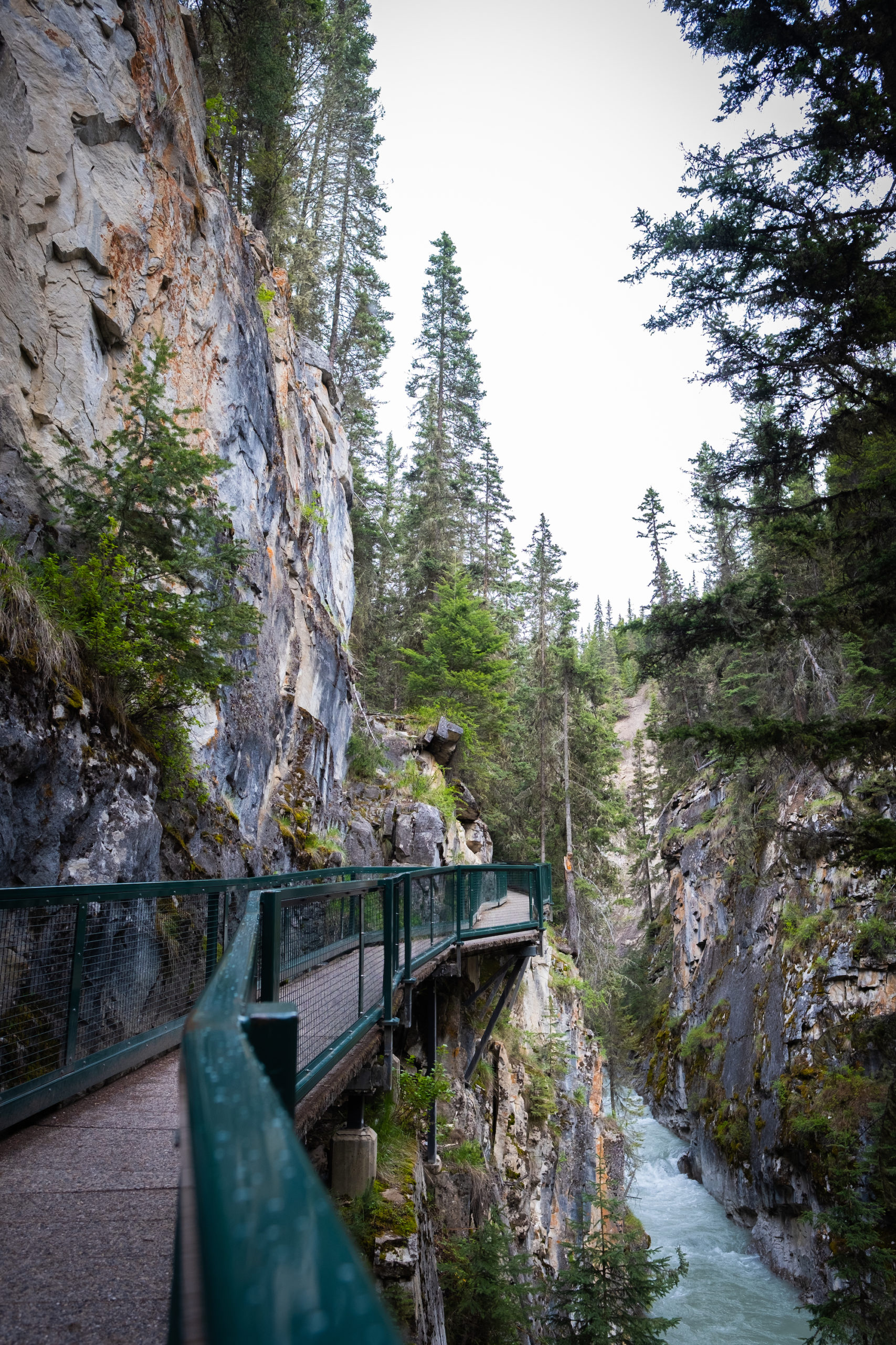 are dogs allowed at johnston canyon