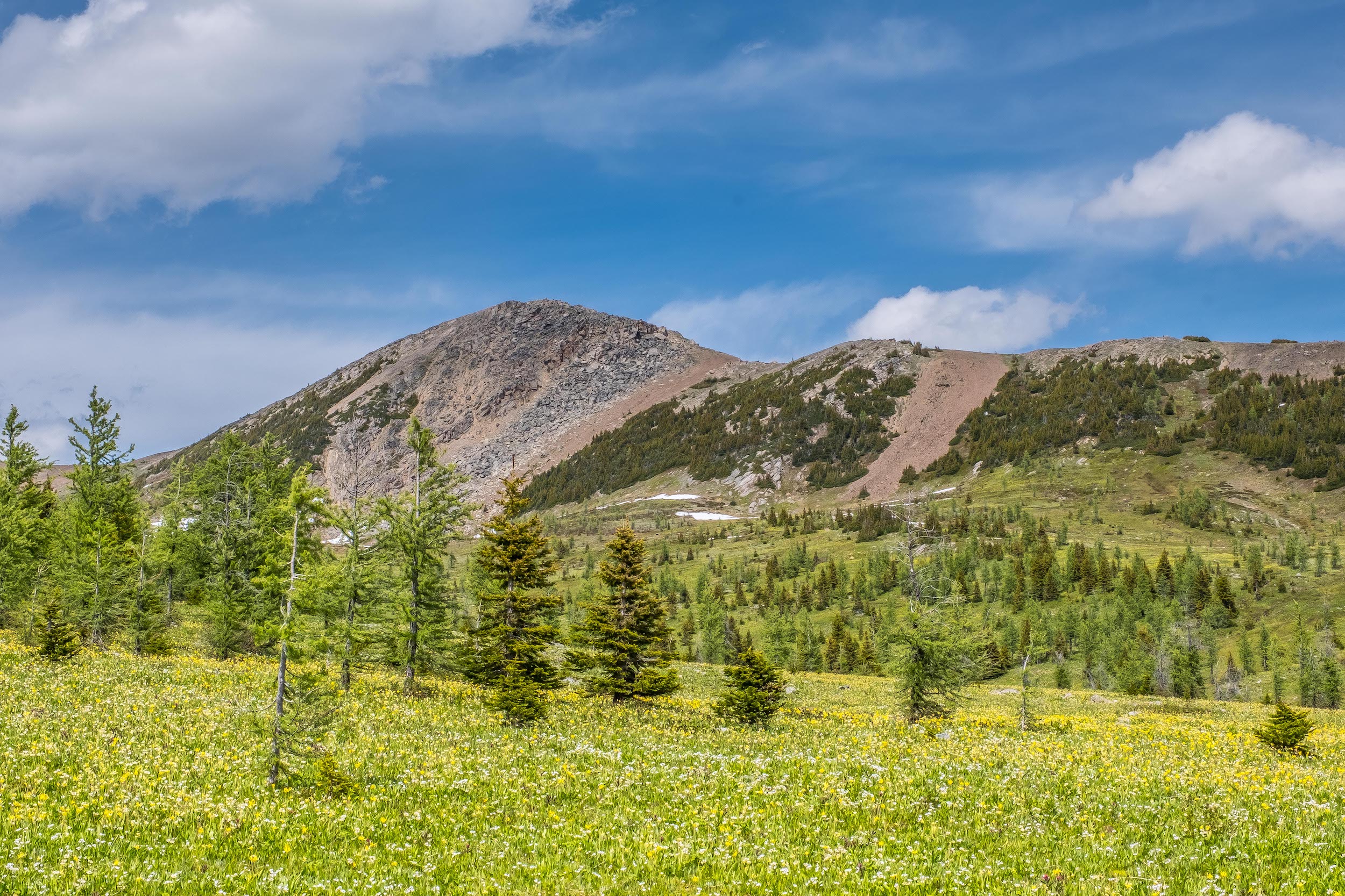 Healy Pass Wildflowers and Larch Tree