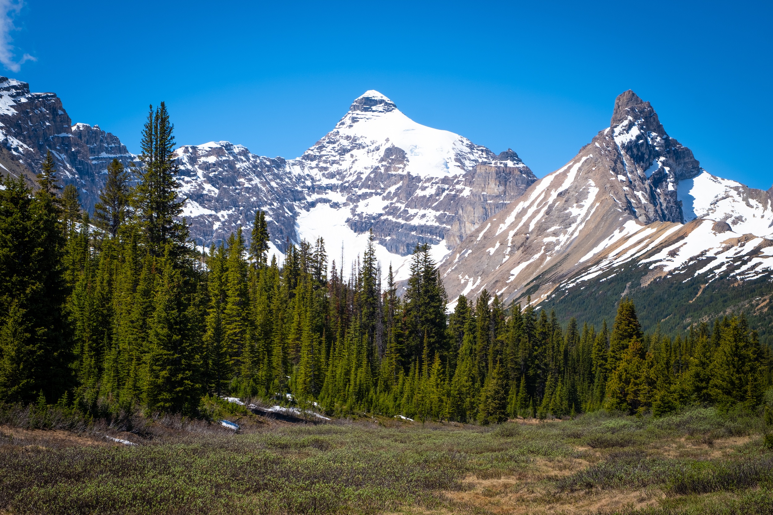 How to Hike Parker Ridge Trail On the Icefields Parkway - The Banff Blog