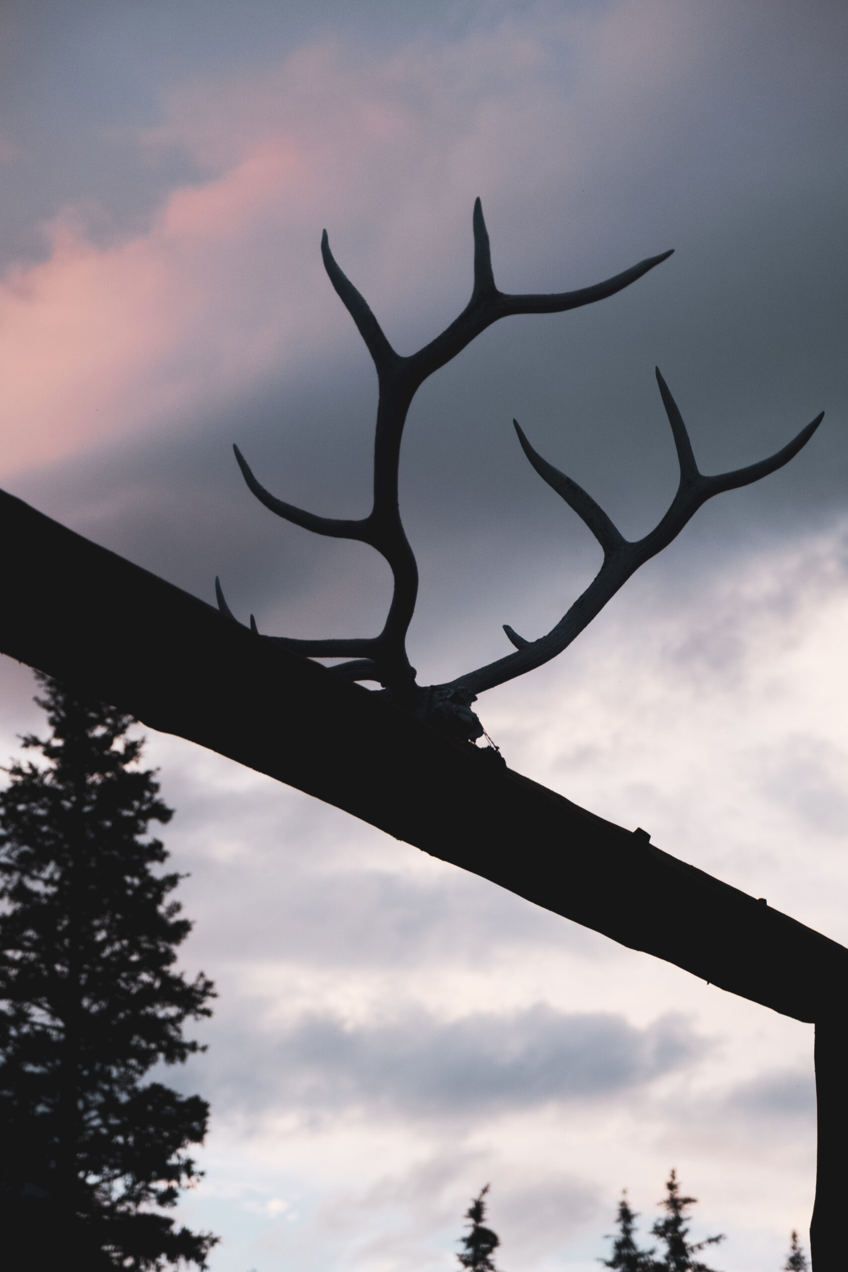 Elk Antlers In Skyline On Sign