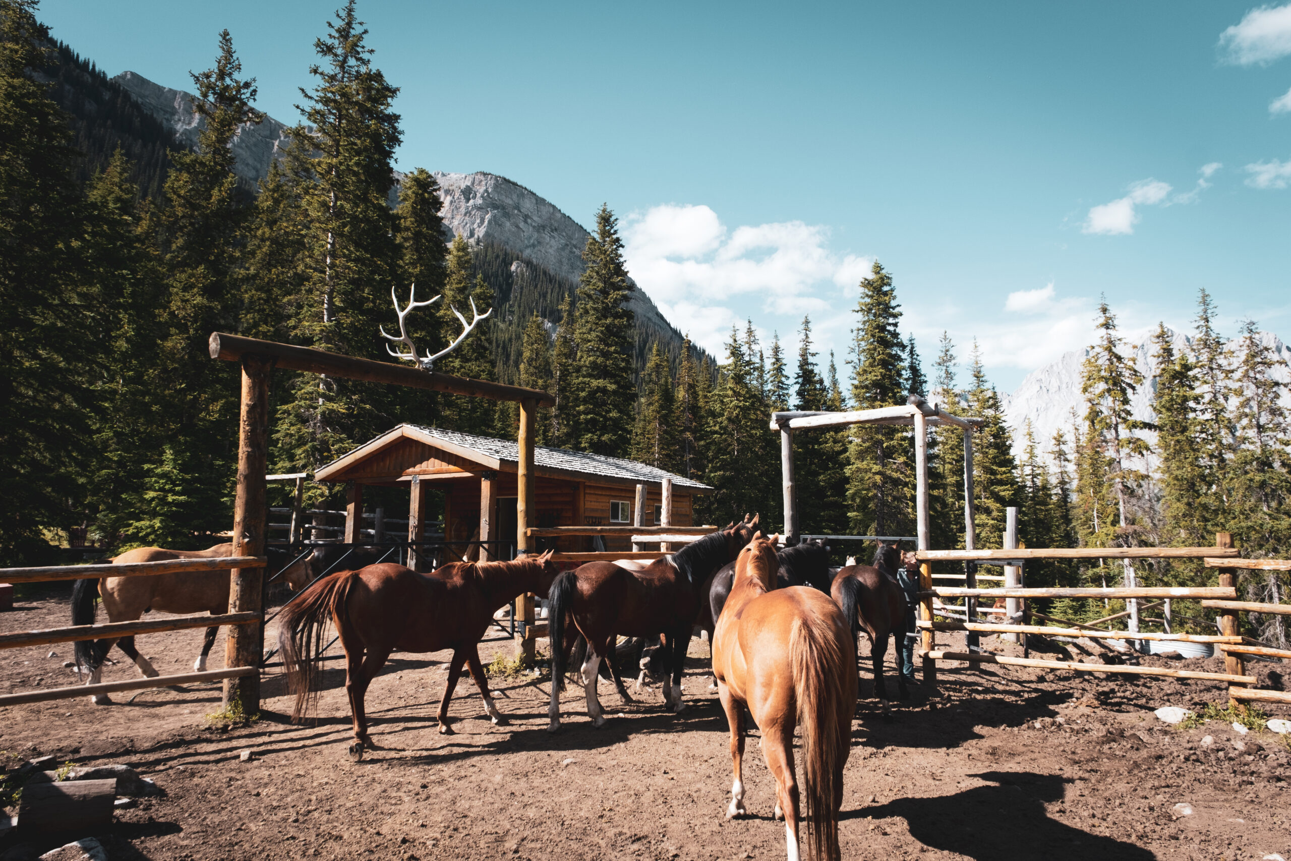 A young woman riding a horse, part of horse, front view in Banff