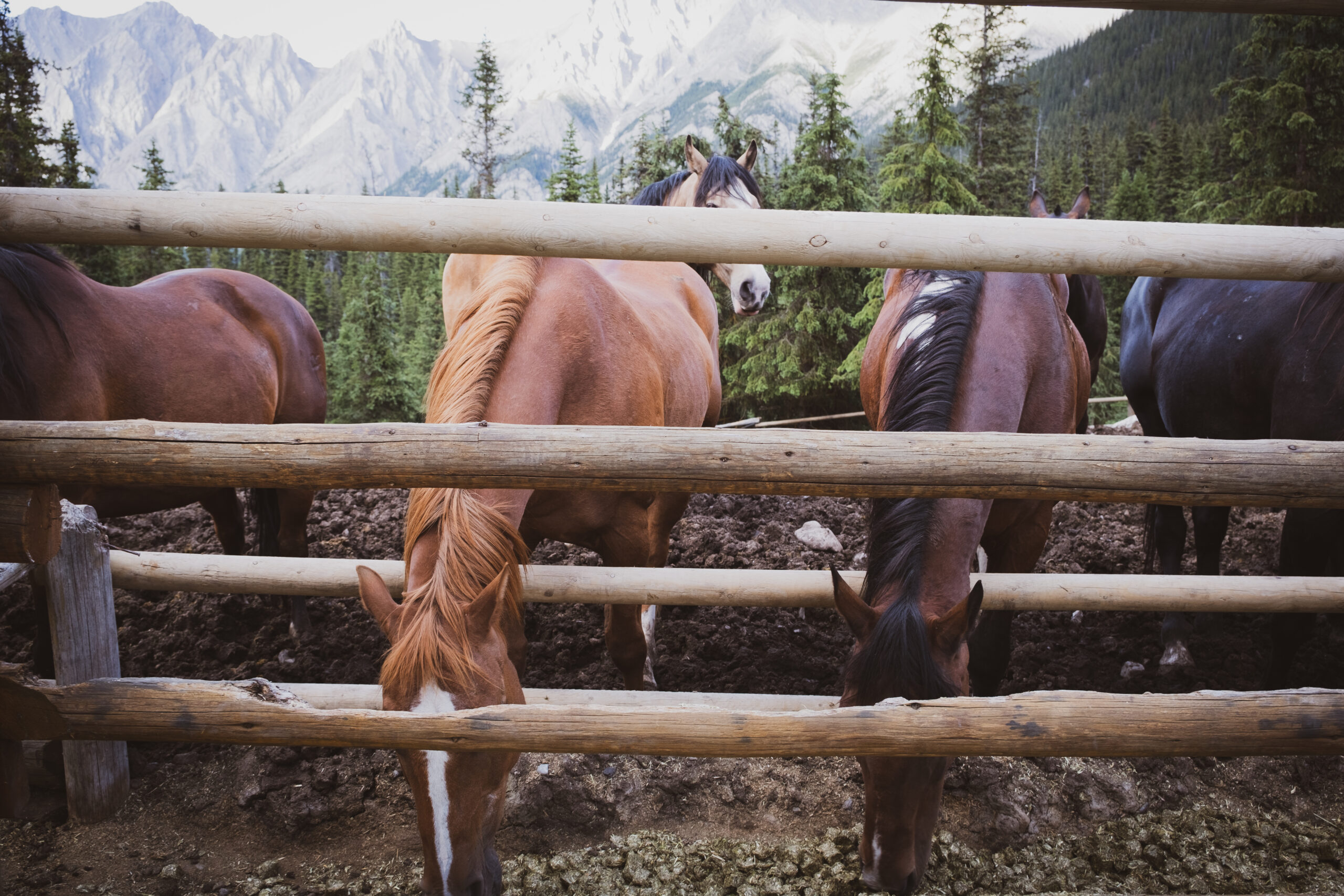 Horses Eating In Paddock In Banff