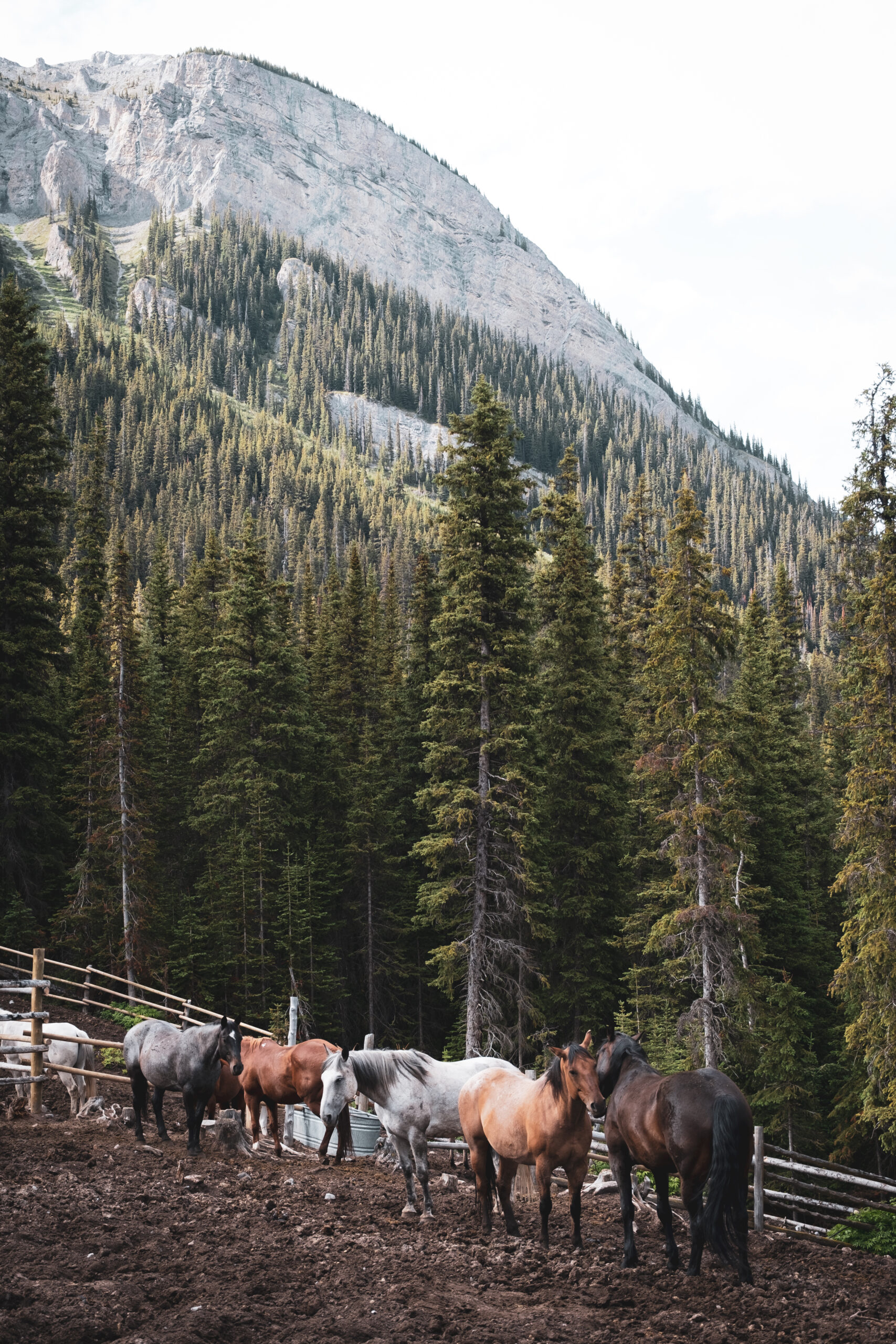 Horses In Paddock In Banff