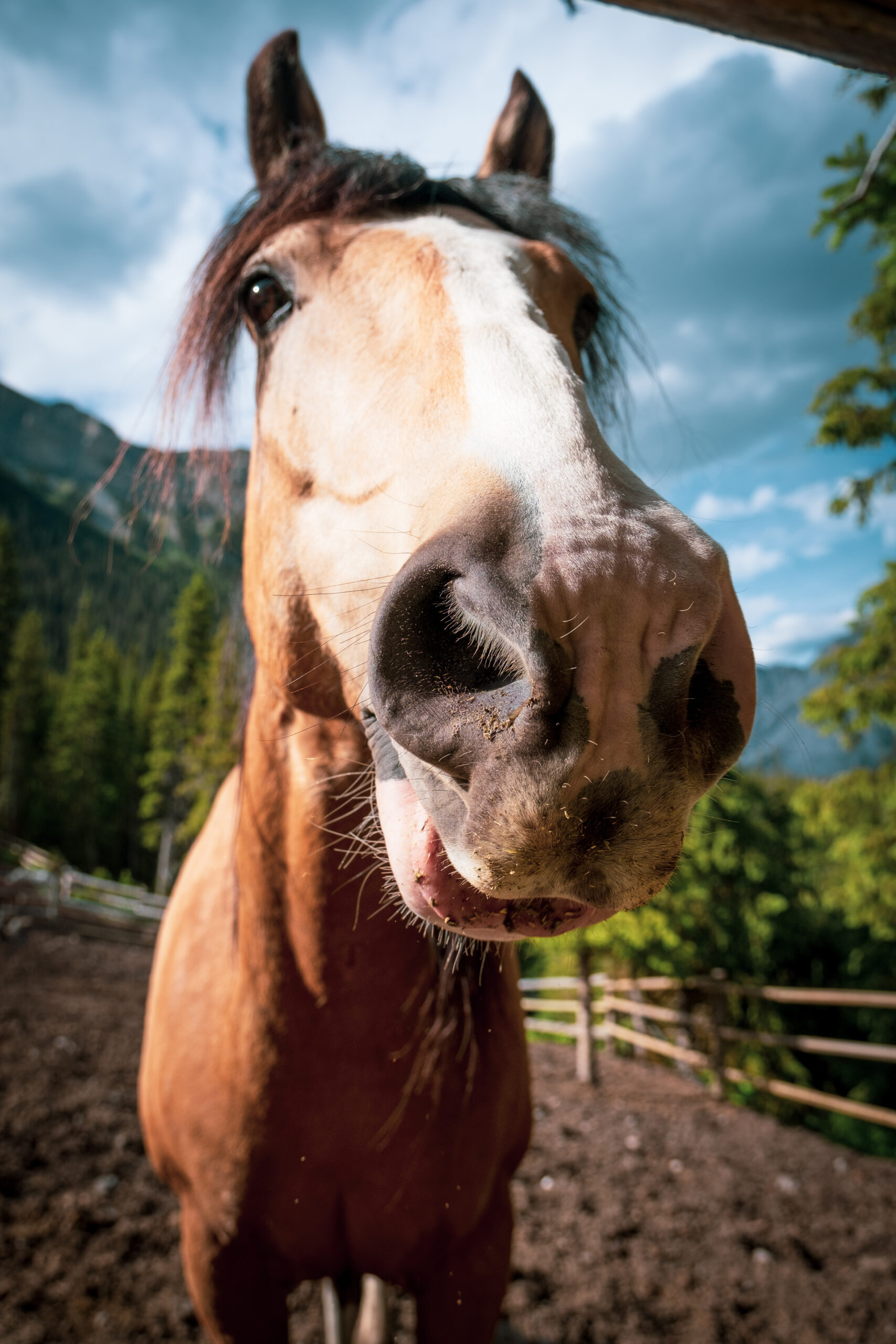 A Close Up Of A Horses Face