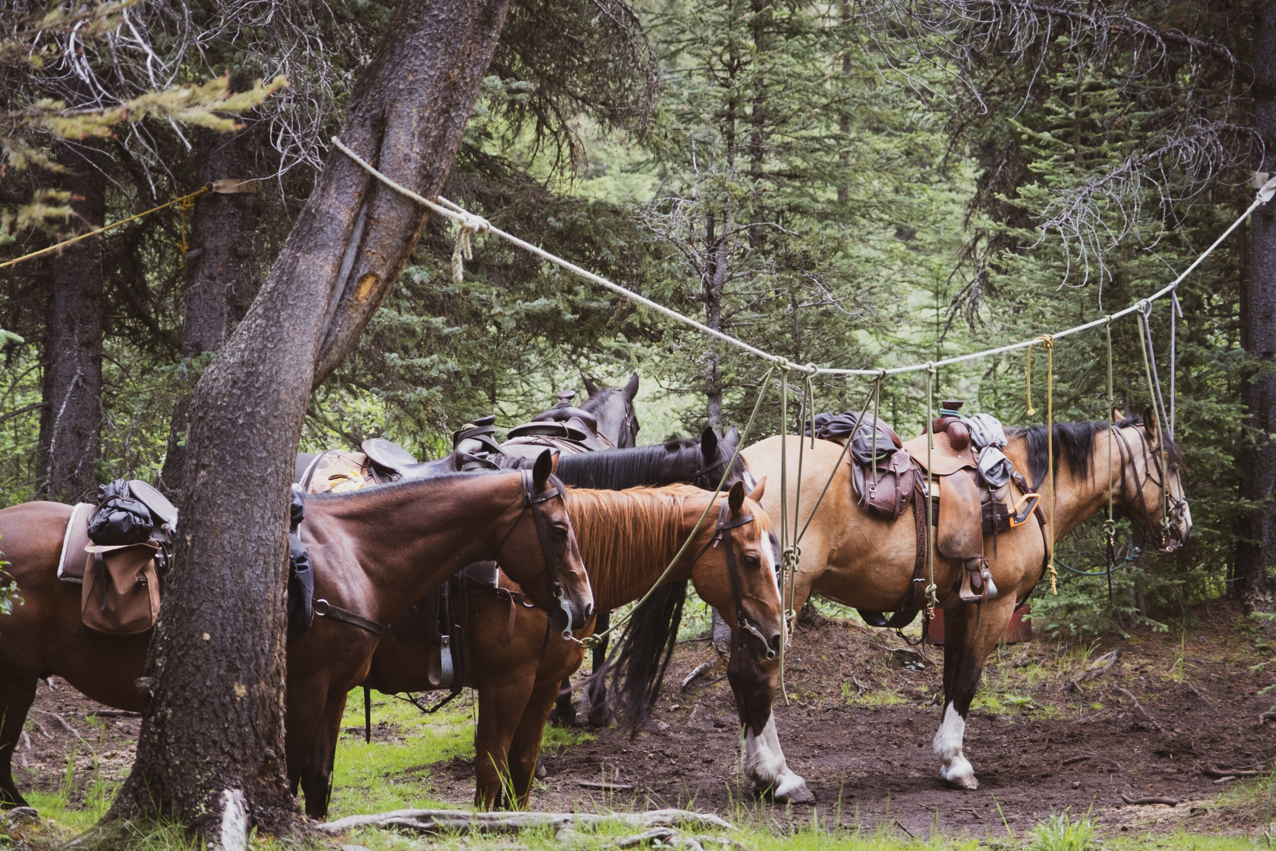 horseback riding banff