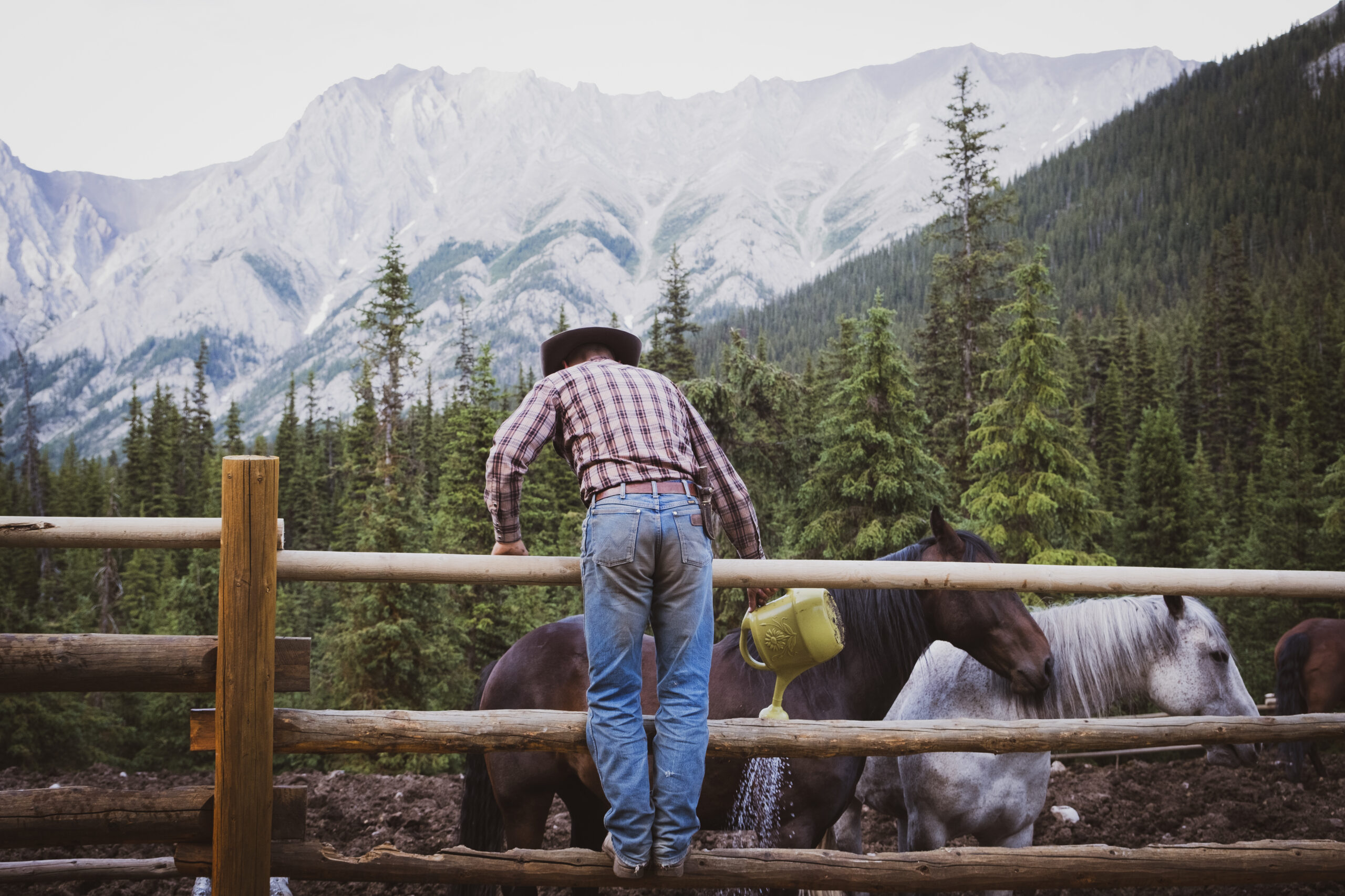 Stable Hand Feeds Horses In Paddock In Banff