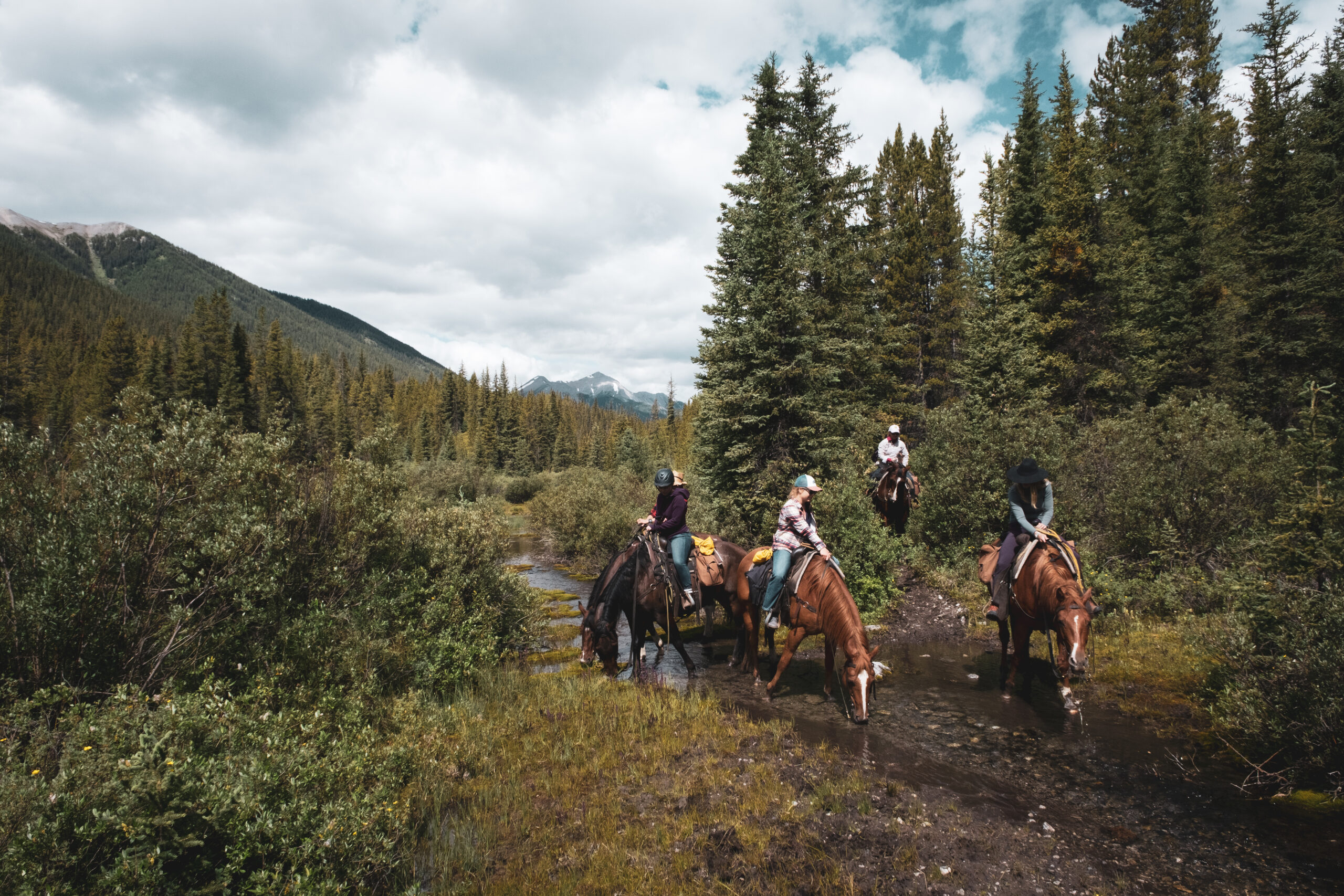 Horses Having A Drink From A Natural Stream In Banff