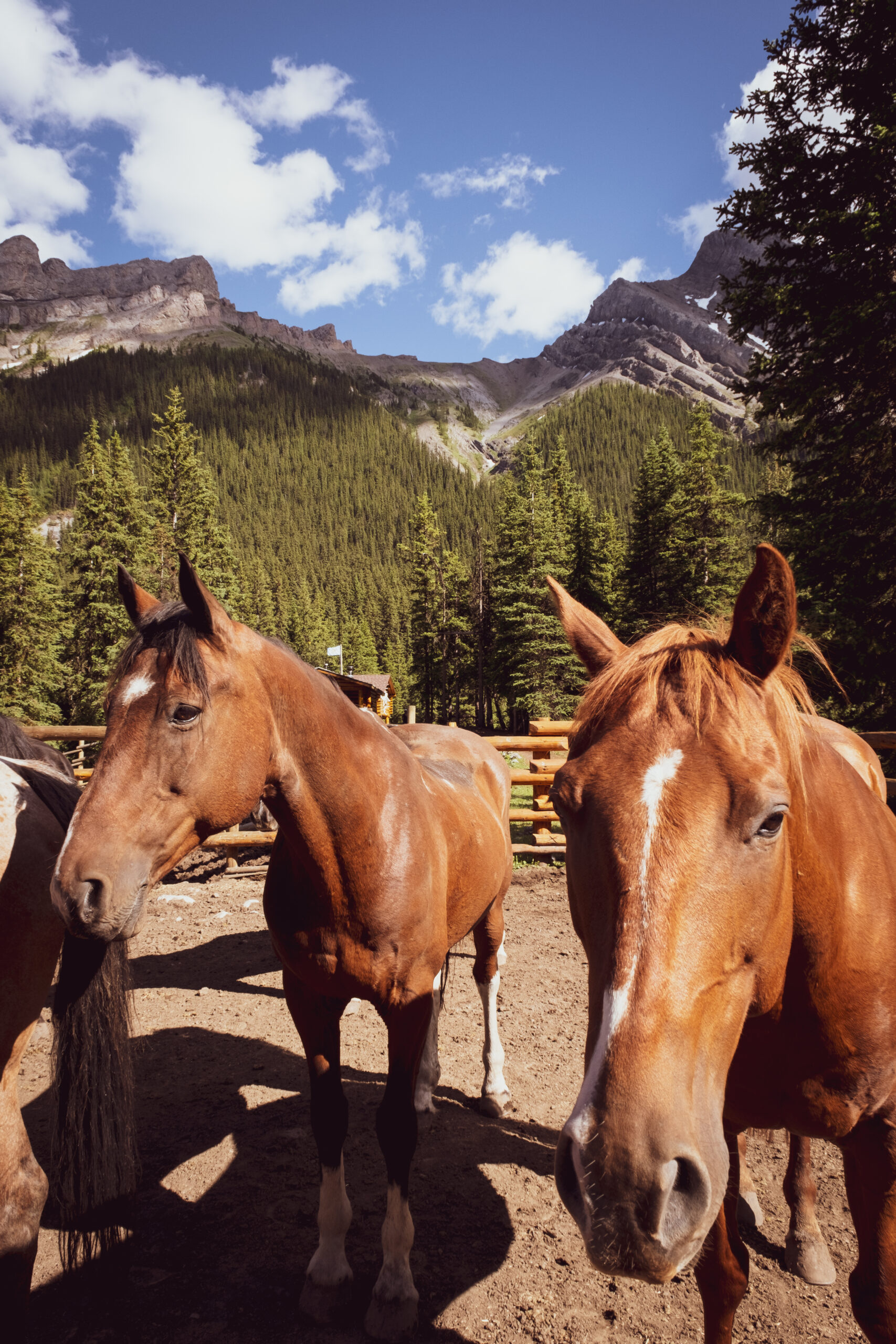 Close Up Of Brown Horses In Paddock