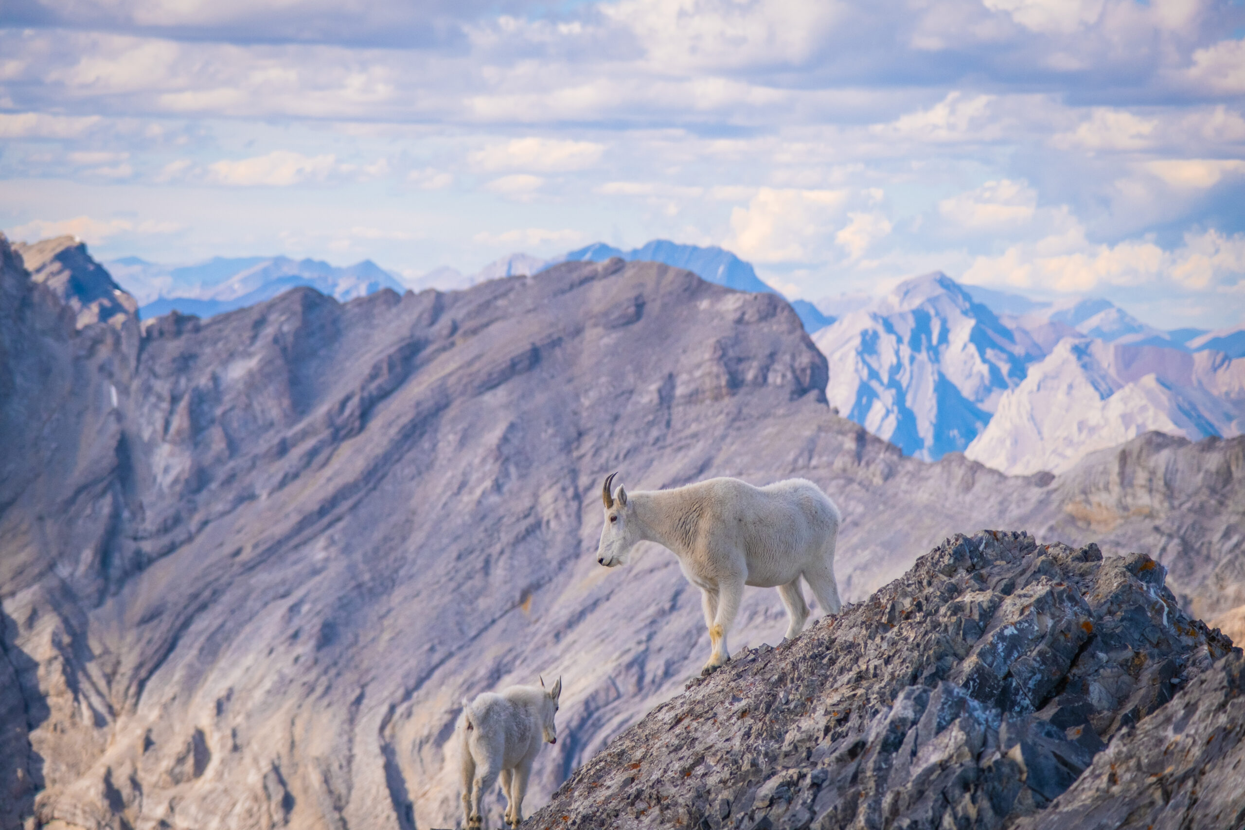 mountain goat on cascade mountain