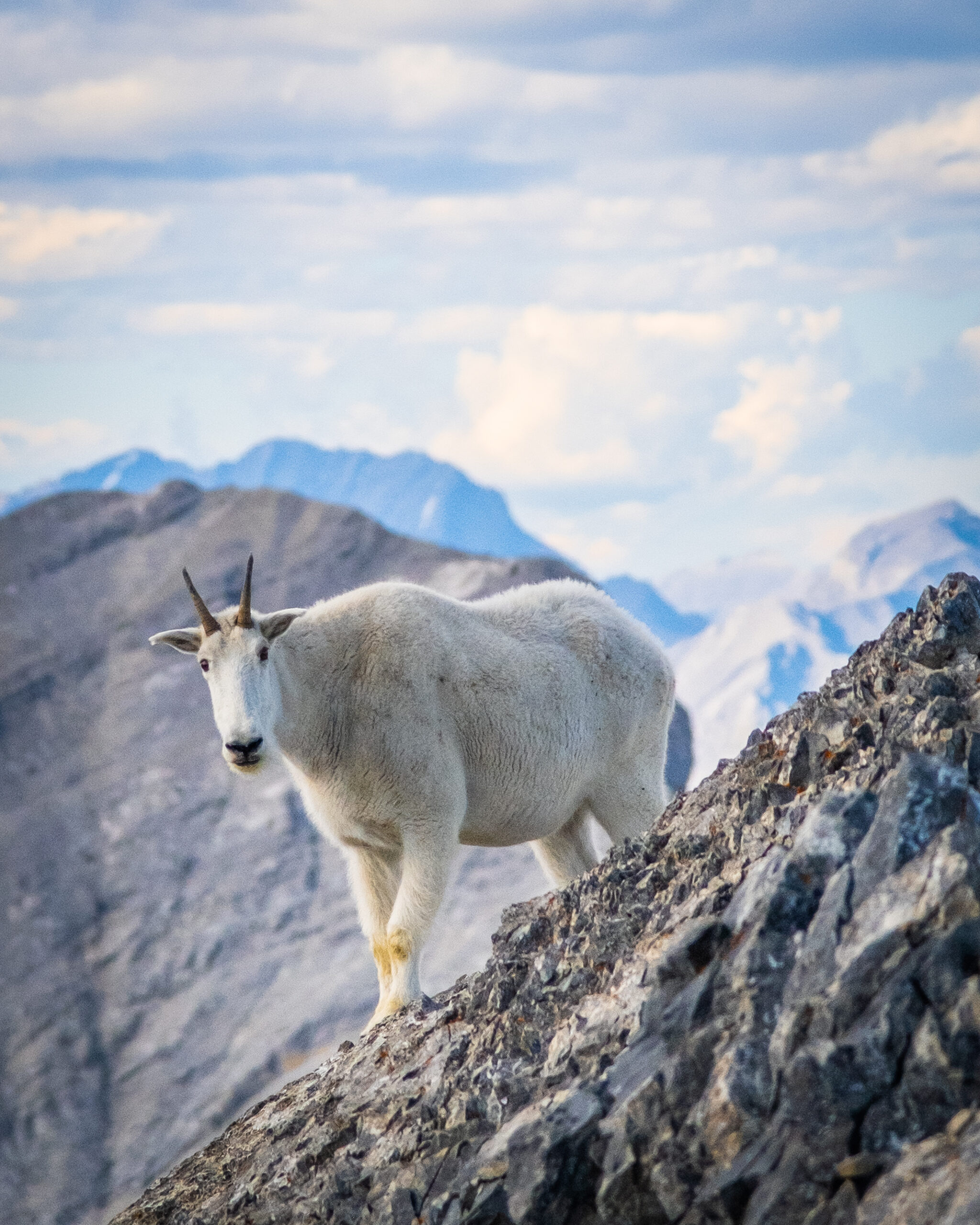 An Mountain Goat On The Summit Of Cascade Mountain