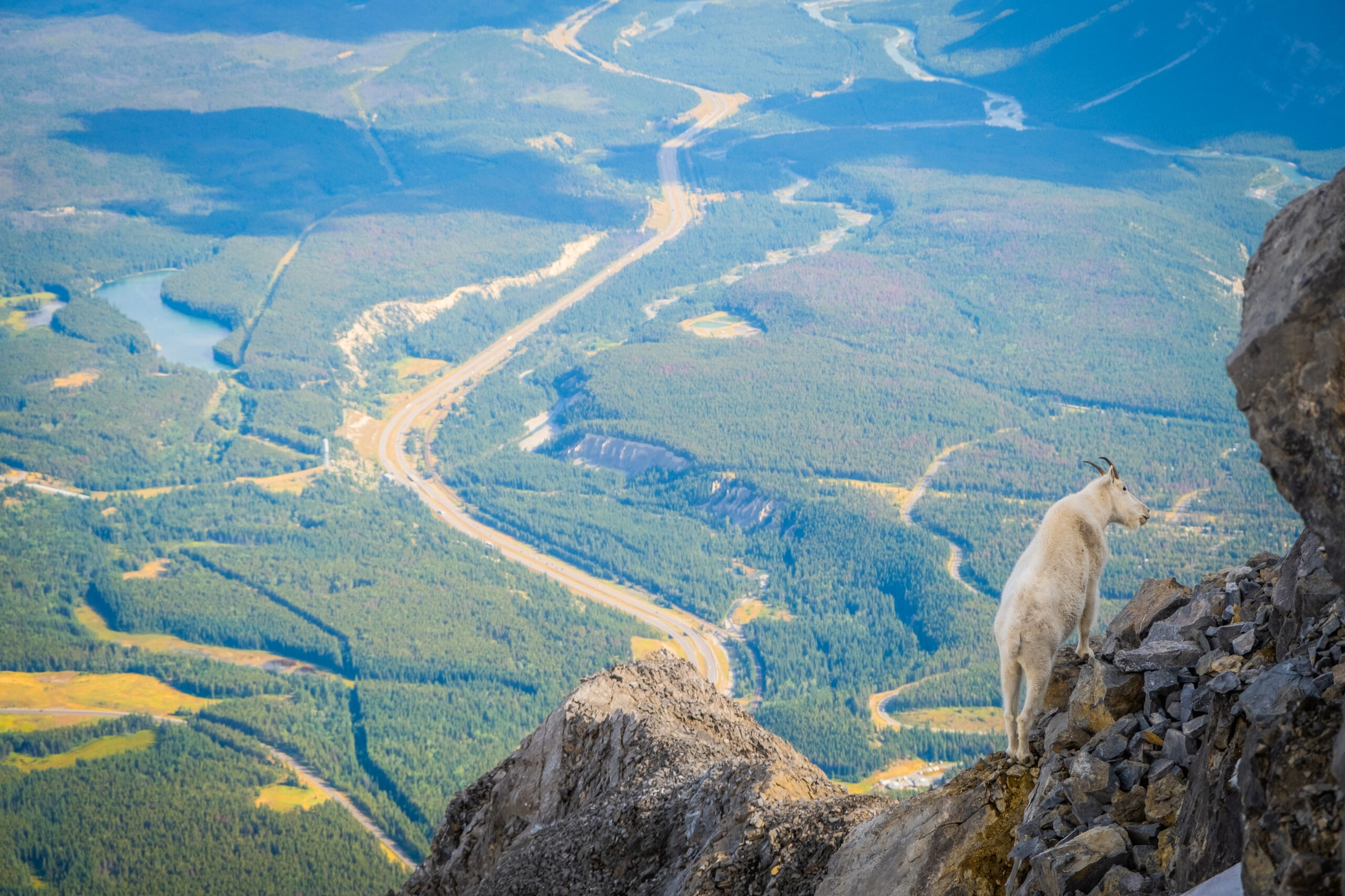 mountain goat on cascade mountain