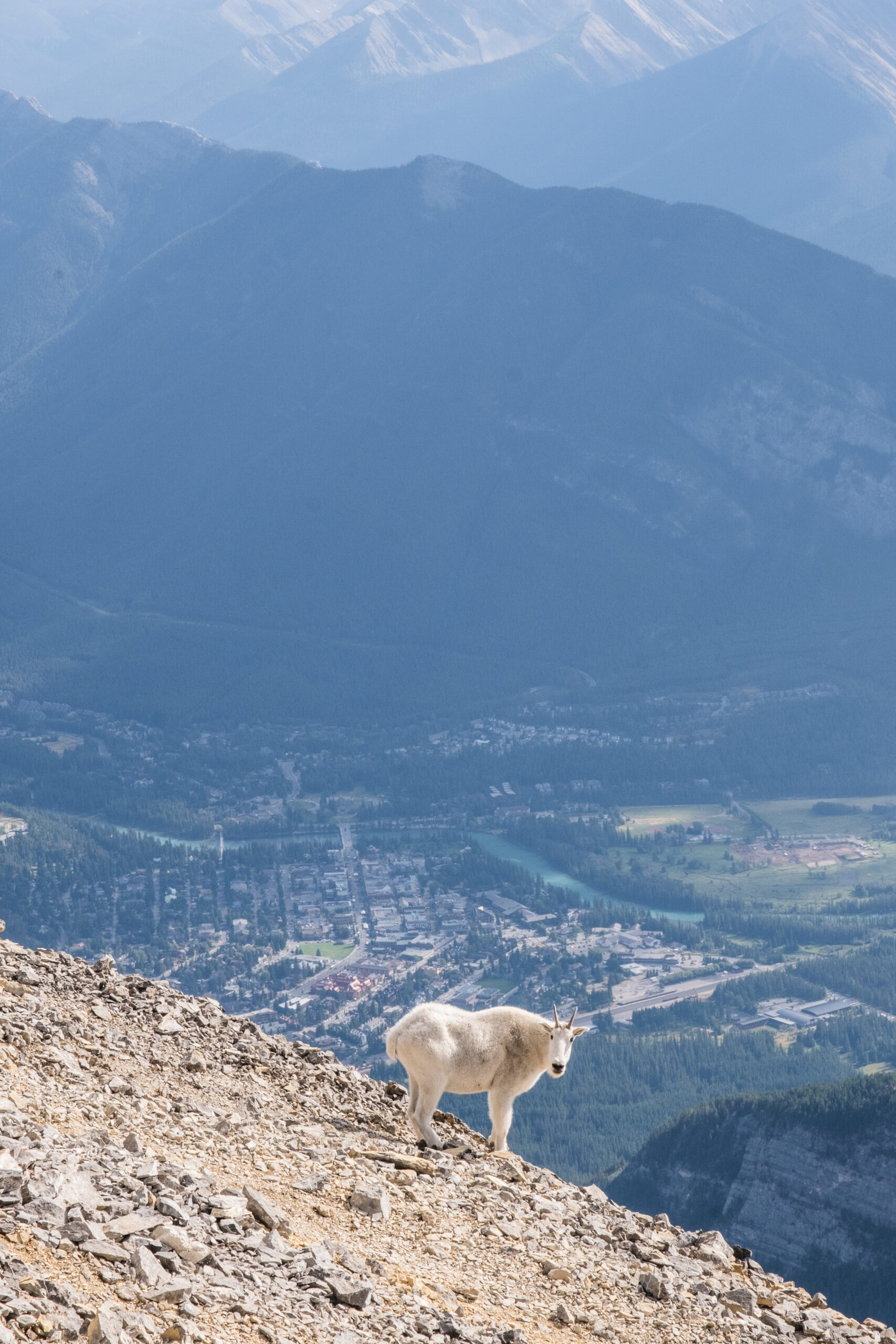 mountain goat