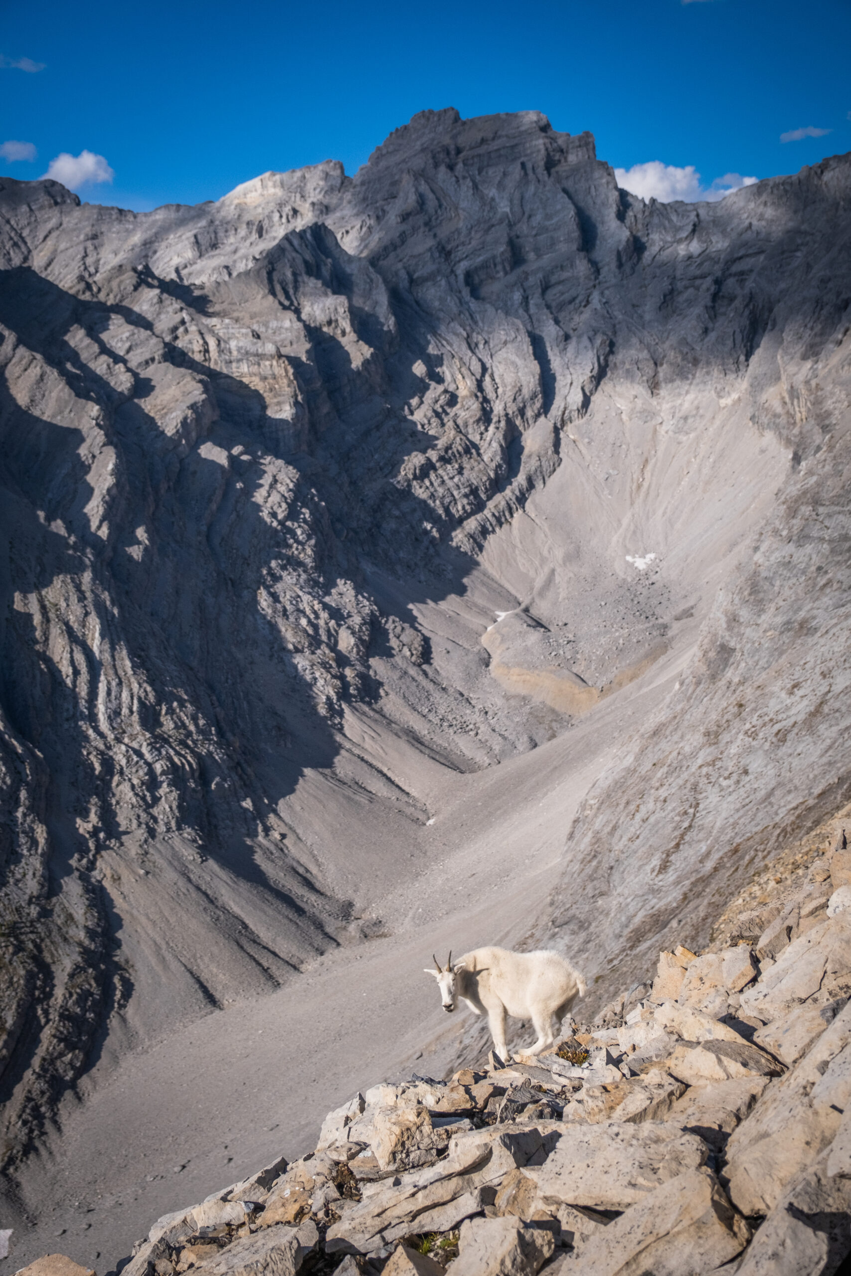 goat descending cascade mountain
