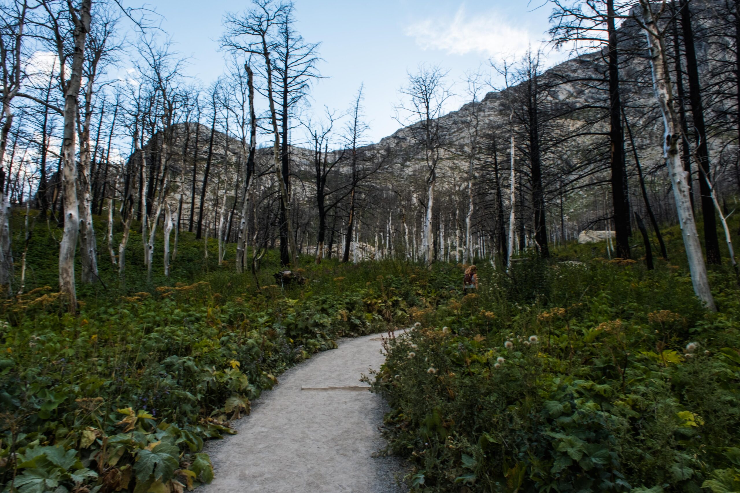 Bears Hump HIke.