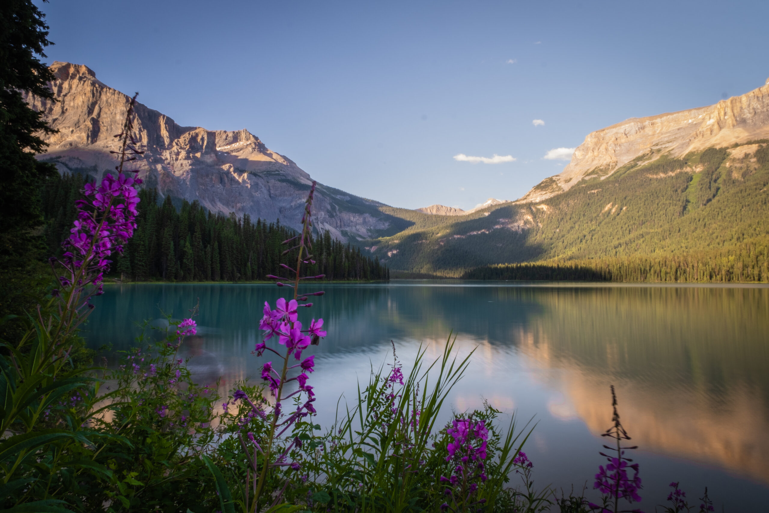 Wildflowers Along Lakeshore Of Emerald Lake In The Evening