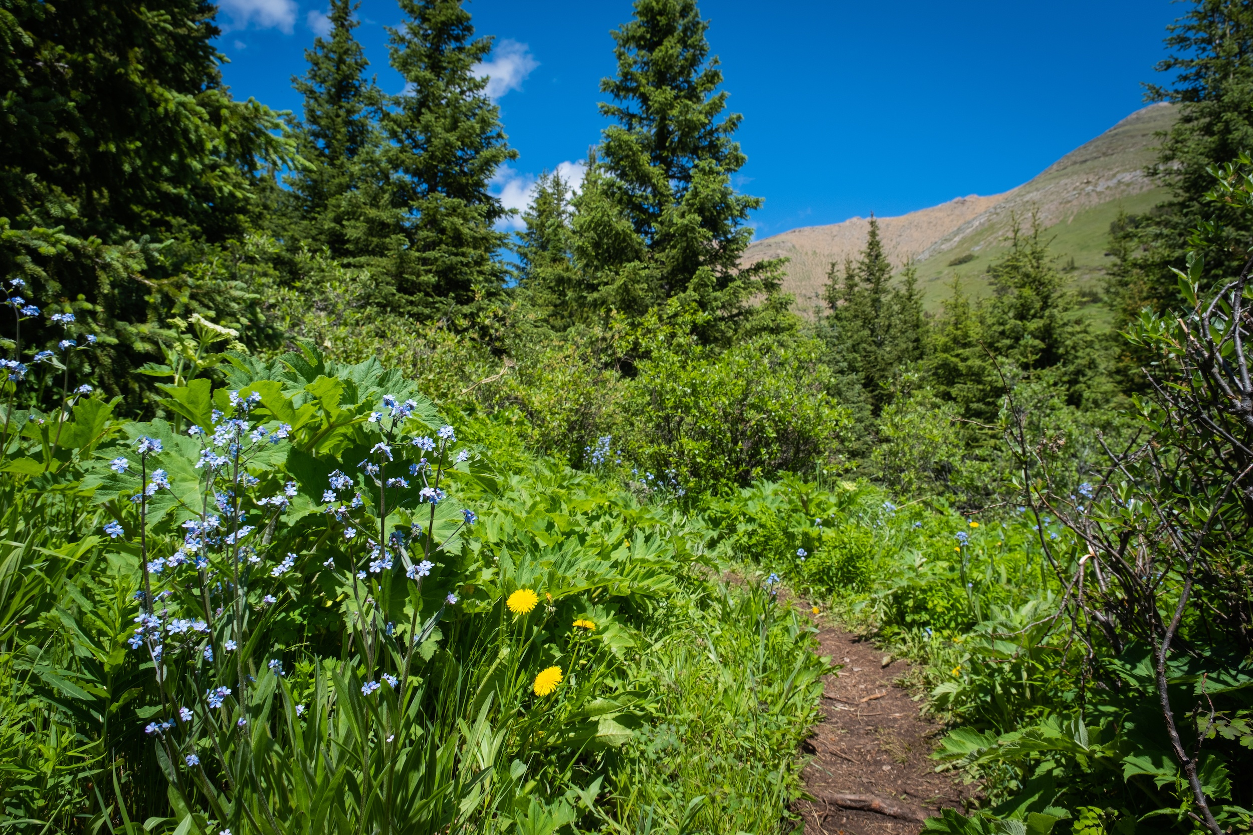 Mist Mountain Forest