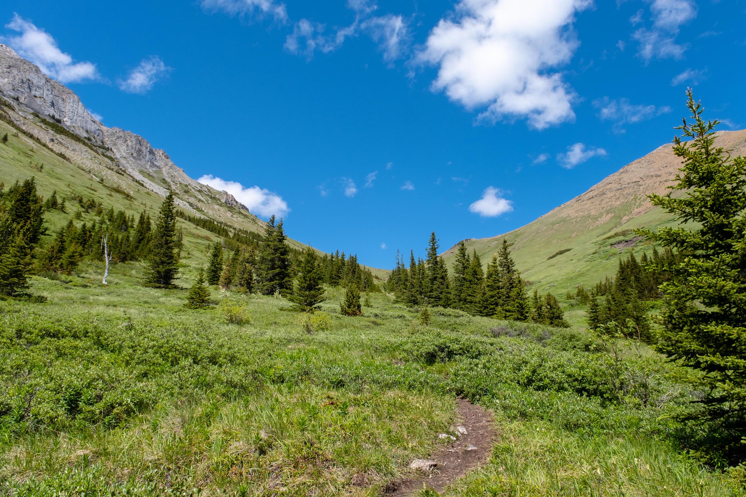 Mist Mountain Meadow