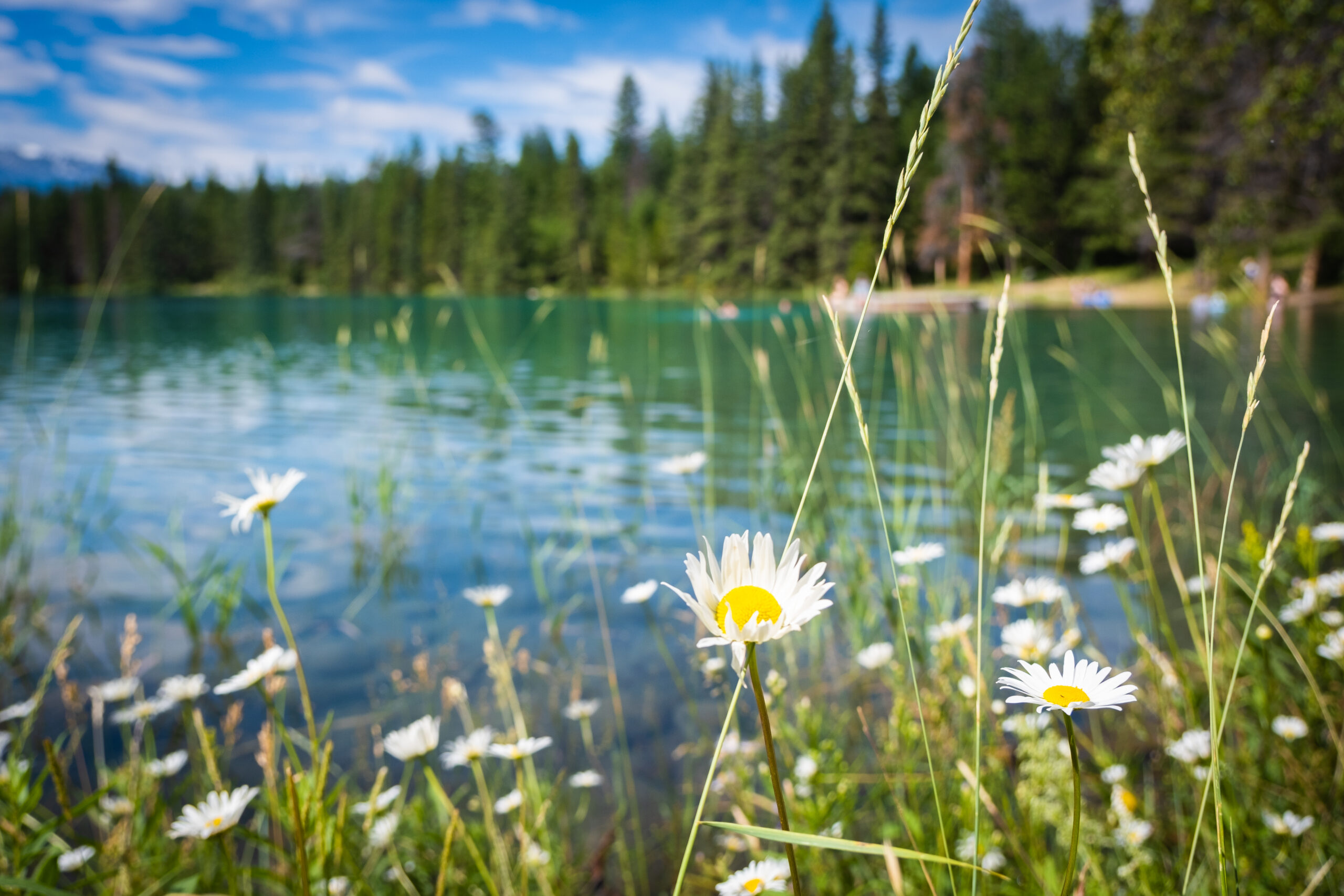 Wildflowers on Lake Annette in Jasper National Park