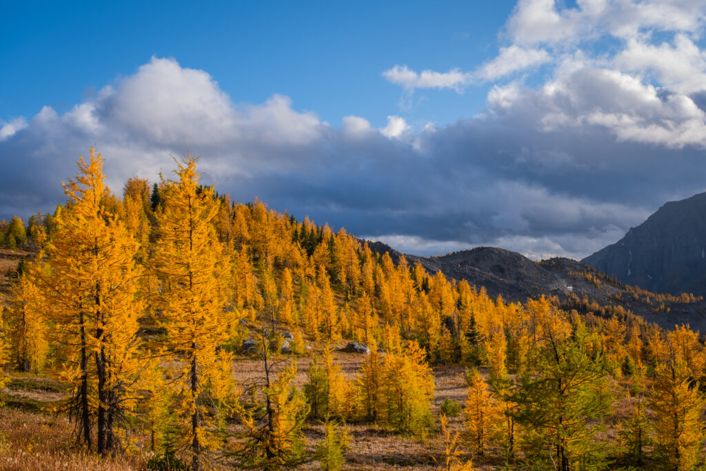 Healy Pass Trail Hike Guide (Banff): All You NEED to Know