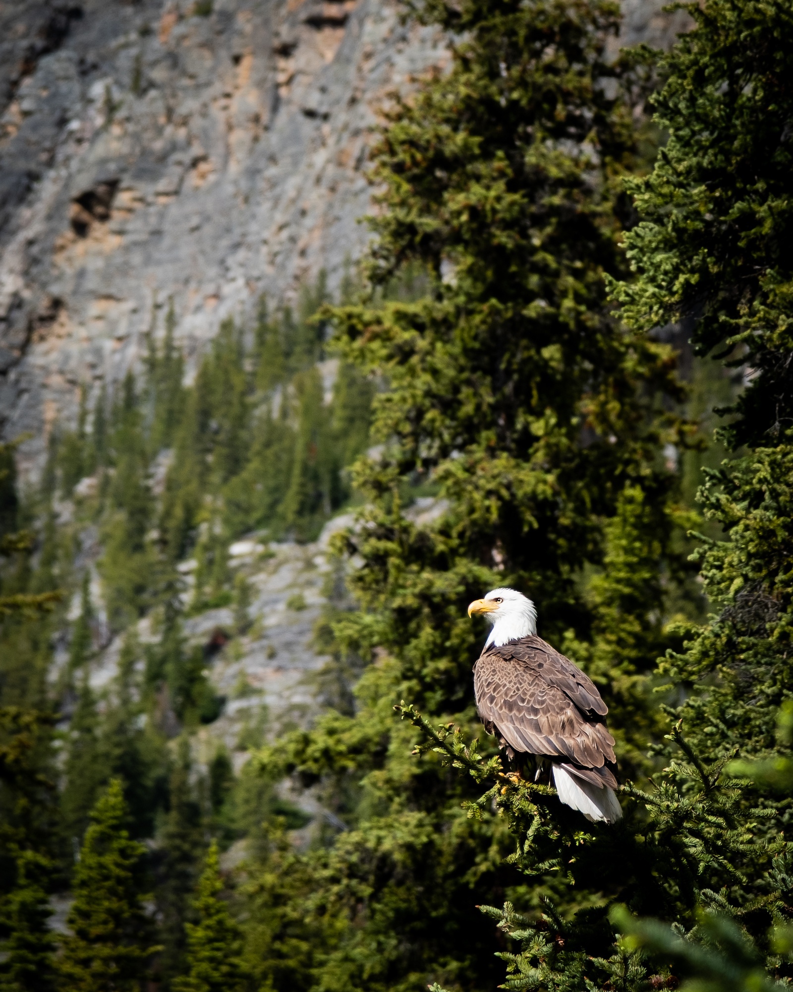 Bald Eagle Lake O'Hara