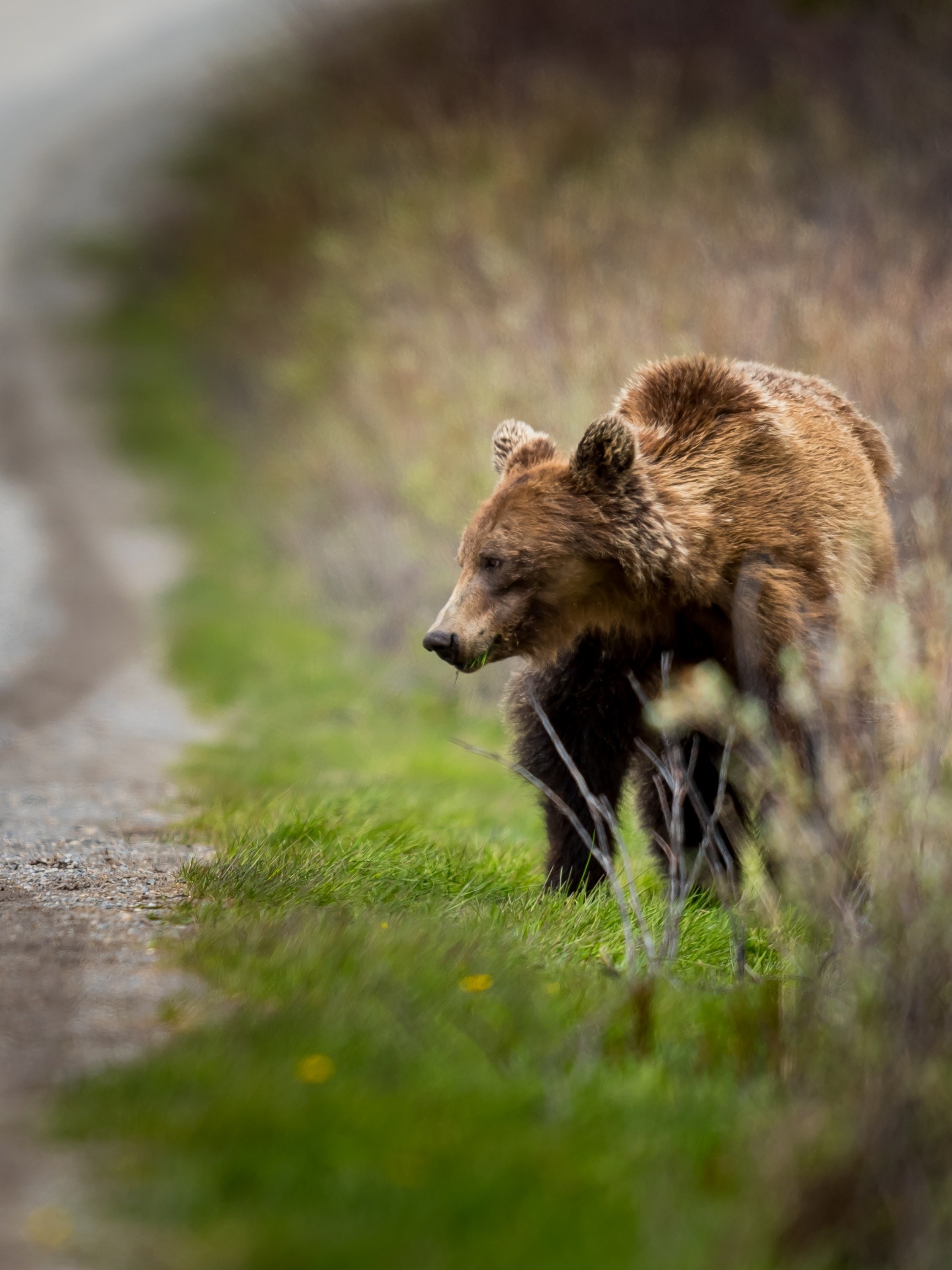 A Grizzly Bear Along The Road In Banff