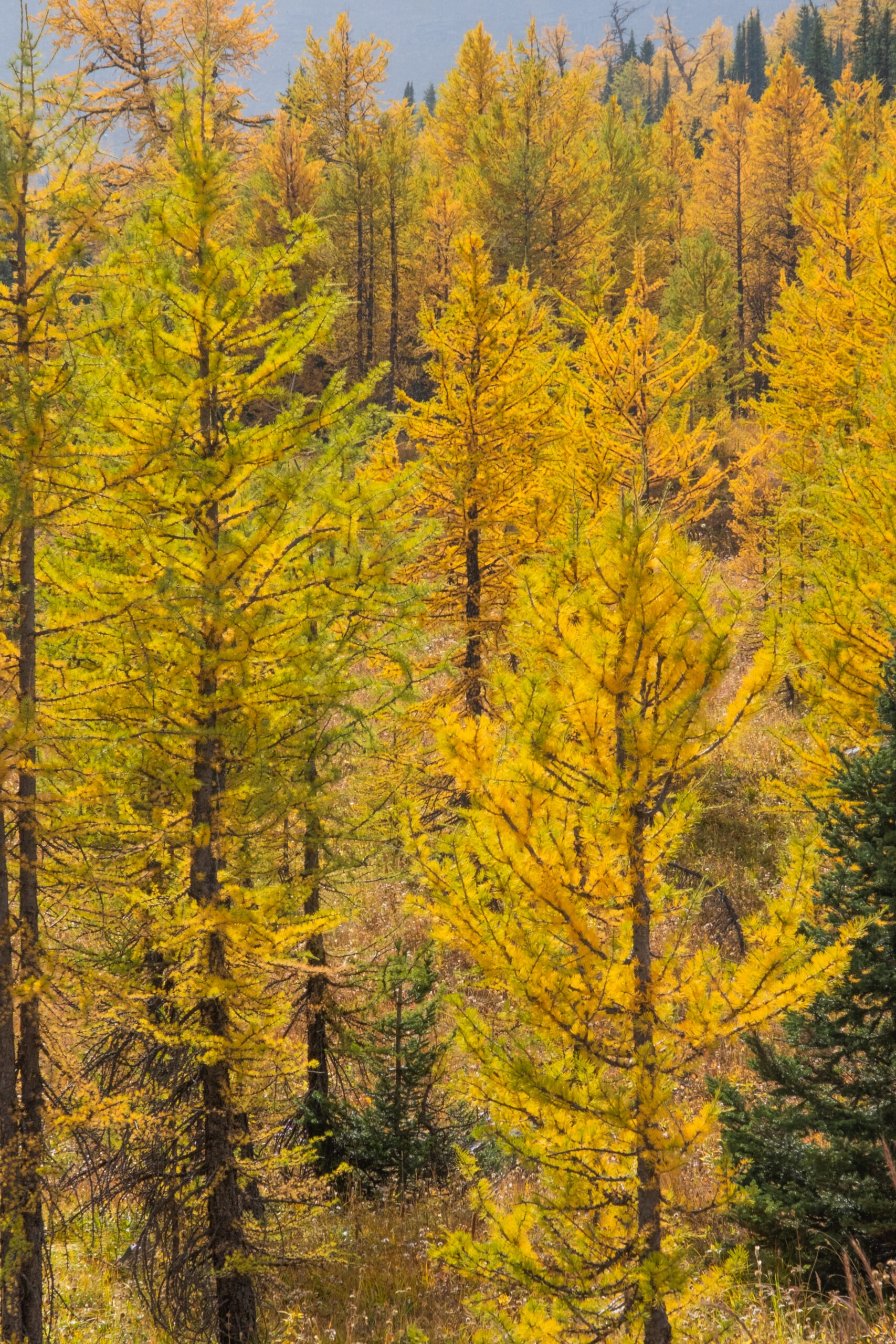 larch valley via sentinel pass