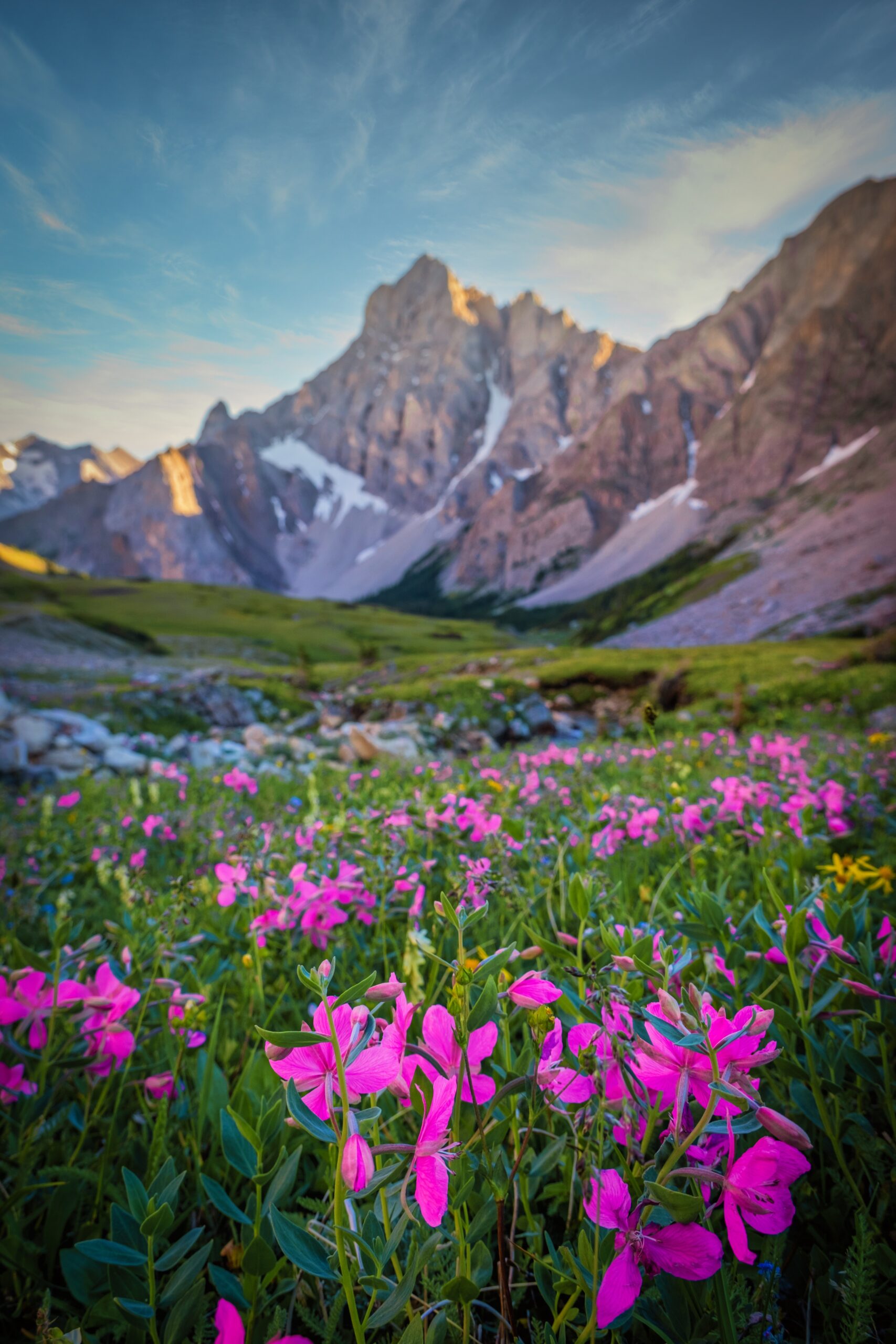 Wildflowers In The Canadian Rockies