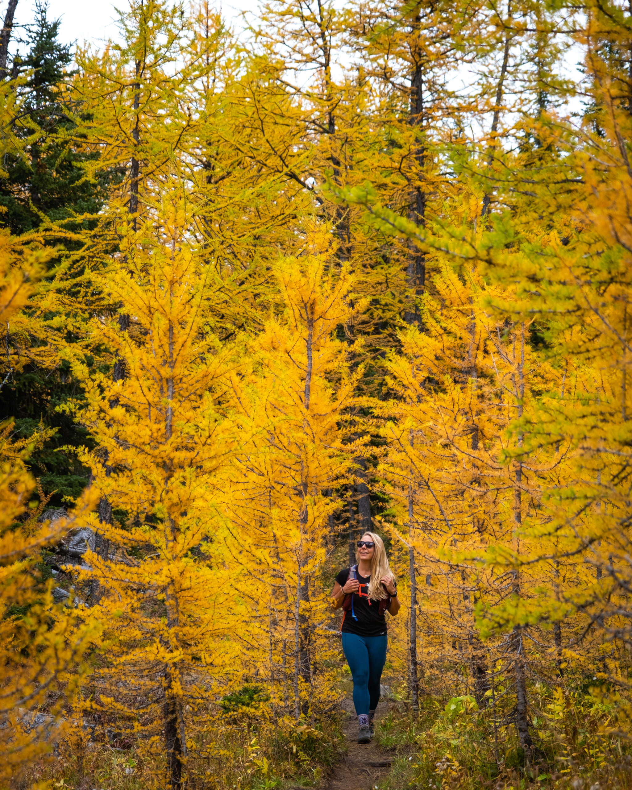 Natasha Walks Through Larch Trees Below Pocaterra Ridge