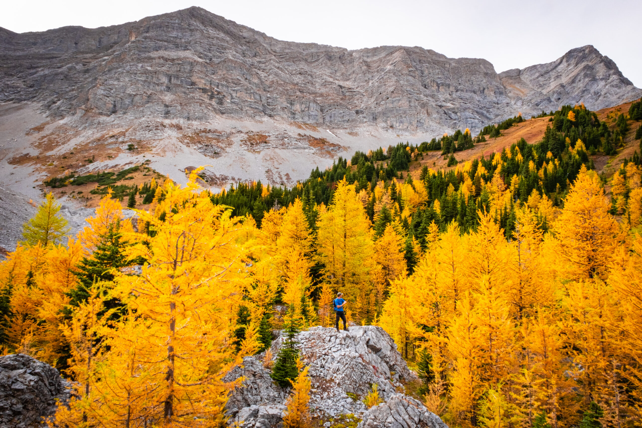 larches around pocaterra ridge