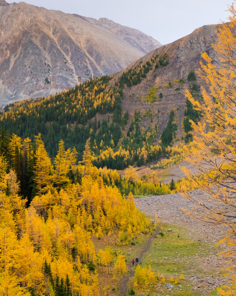 Pocaterra Ridge Hike in Kananaskis - All You NEED to Know